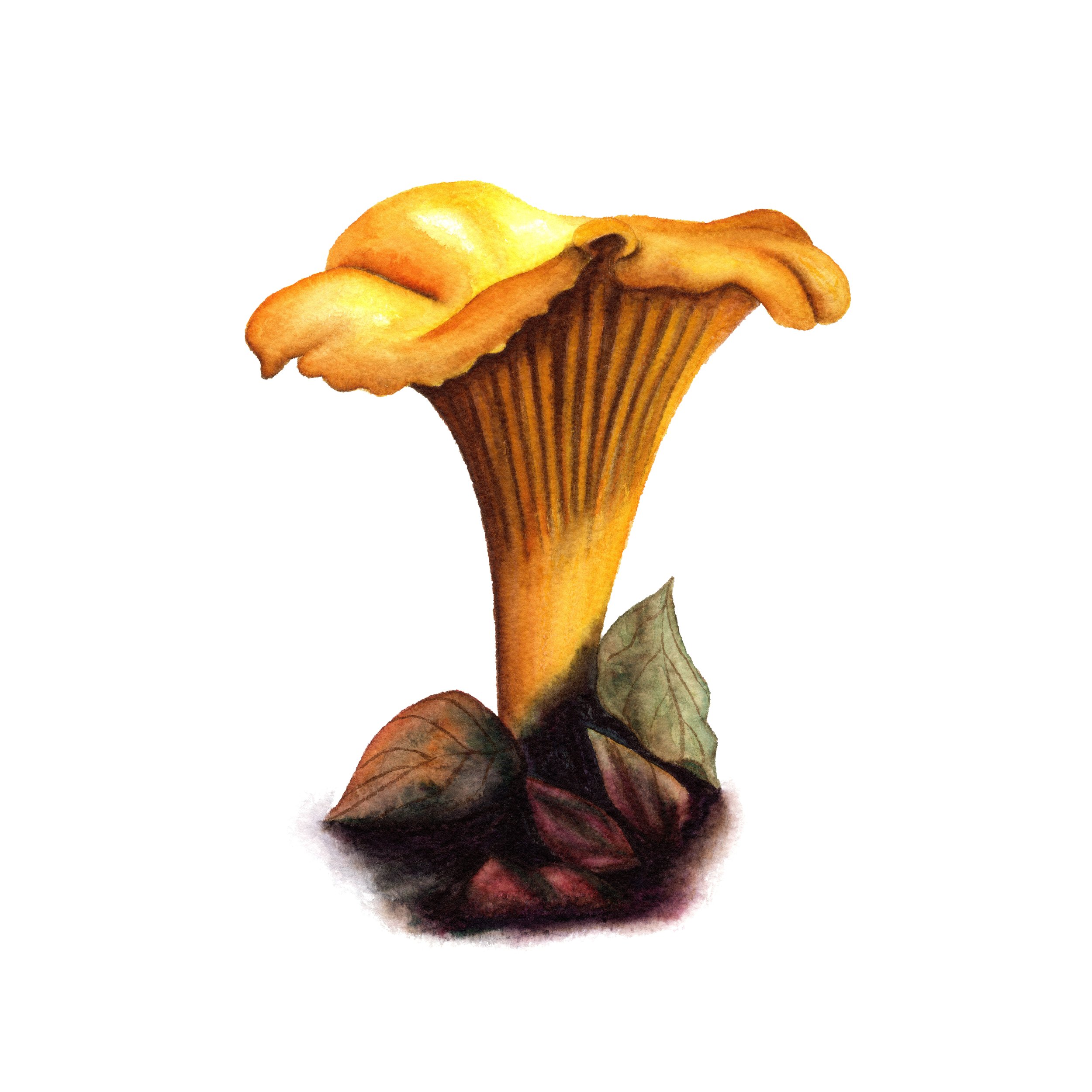 Chanterelle Mushroom - Fine Art Print