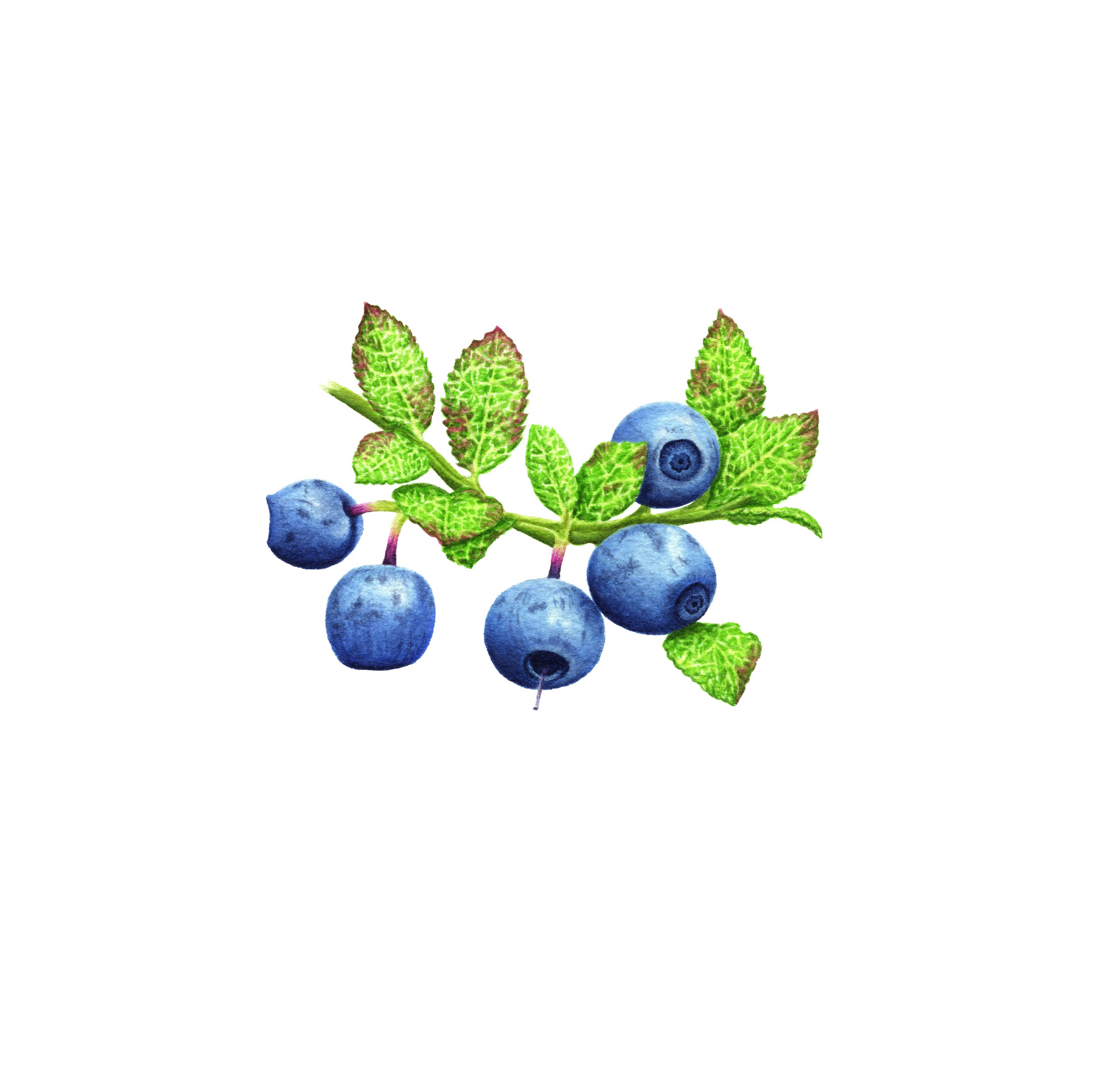 Bilberries - Fine Art Print