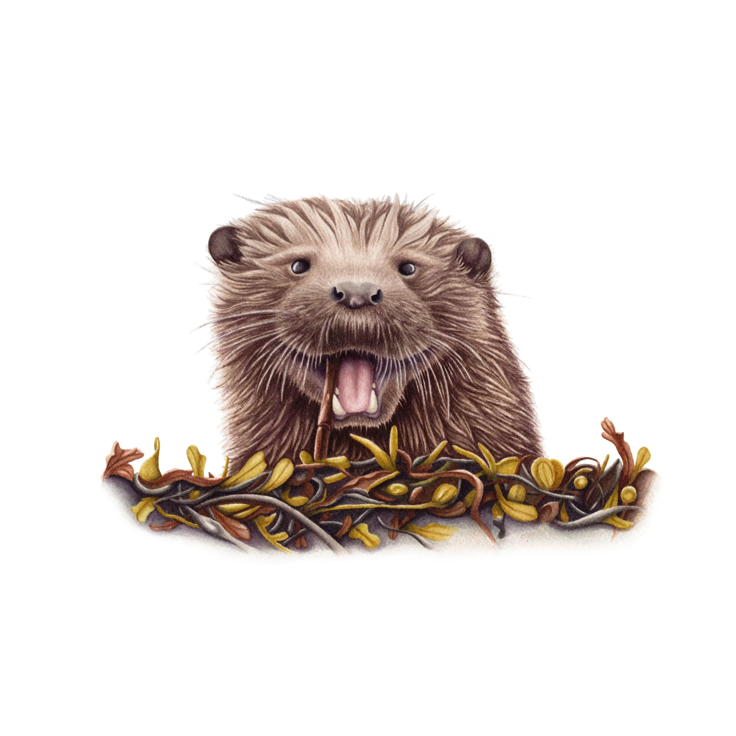 Otter - Fine Art Print