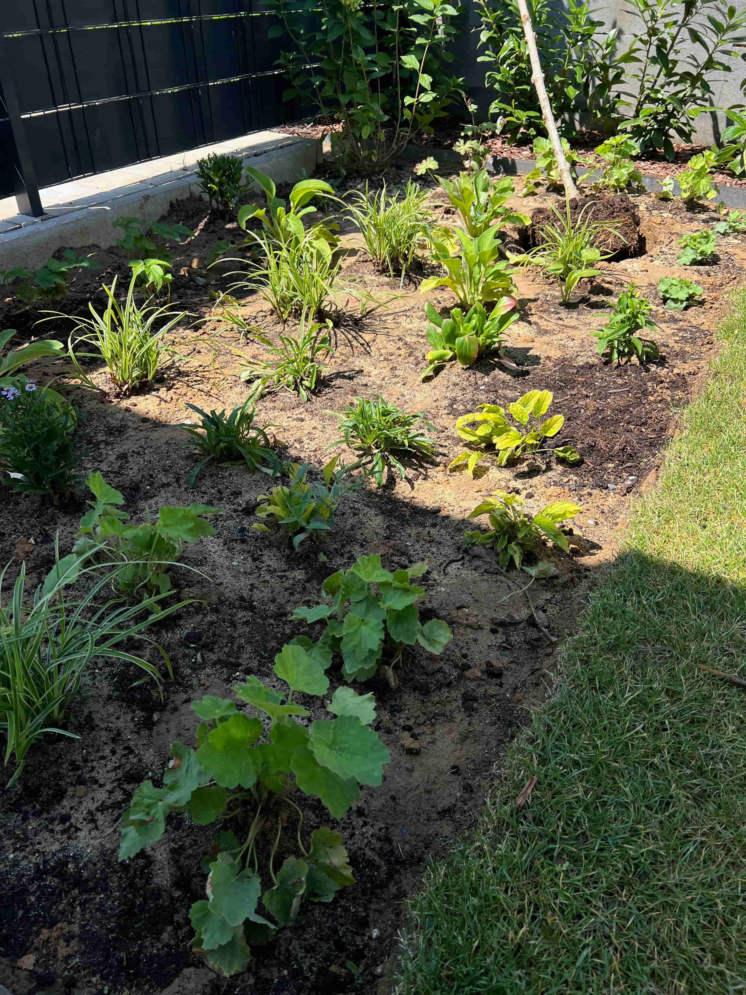 Detail trvalkového záhonu s různými zelenými rostlinami, ohraničený trávníkem a černým plotem.