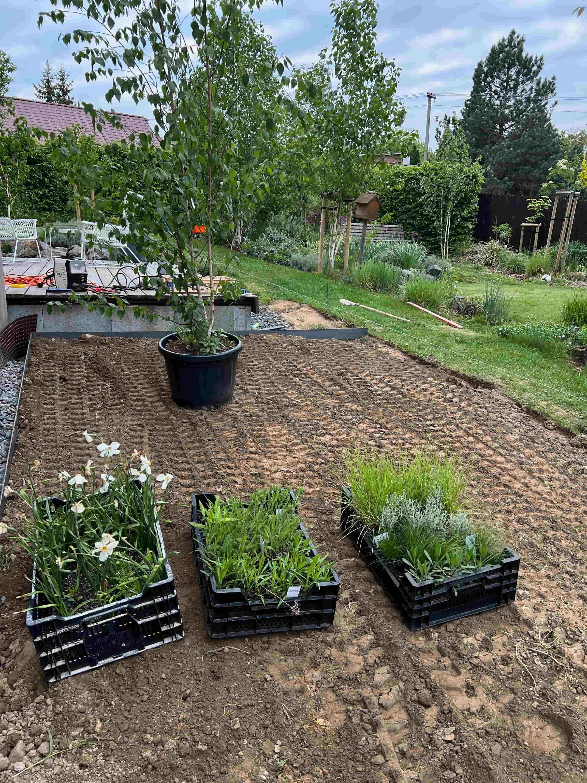 Trvalky připravené k výsadbě uložené v přepravce, okolní zeleň a mladé stromy na zahradě.