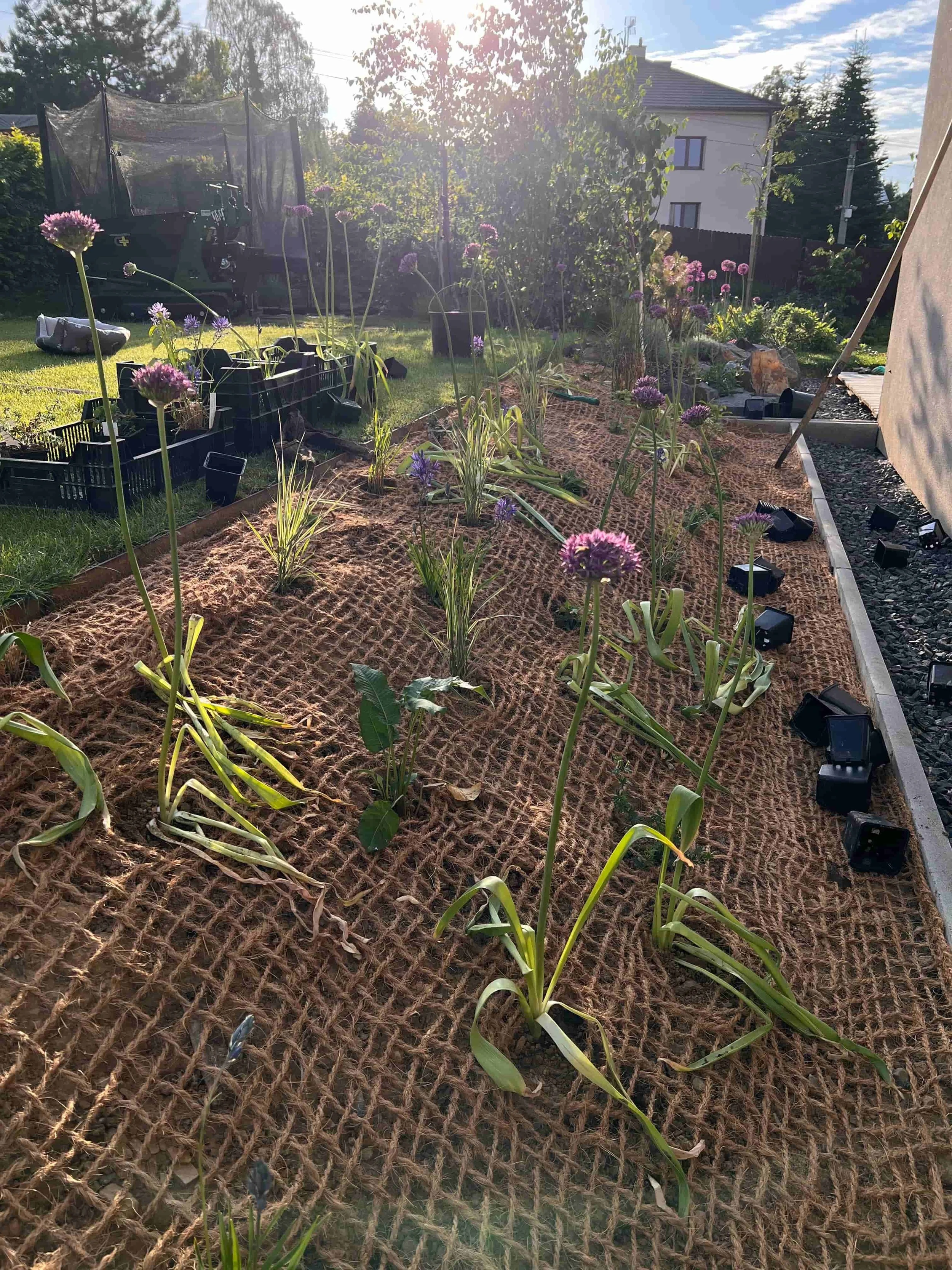 Detail záhonu s fialově kvetoucími rostlinami a zelenými trvalkami, zakrytého kokosovou sítí, na slunném místě u domu.