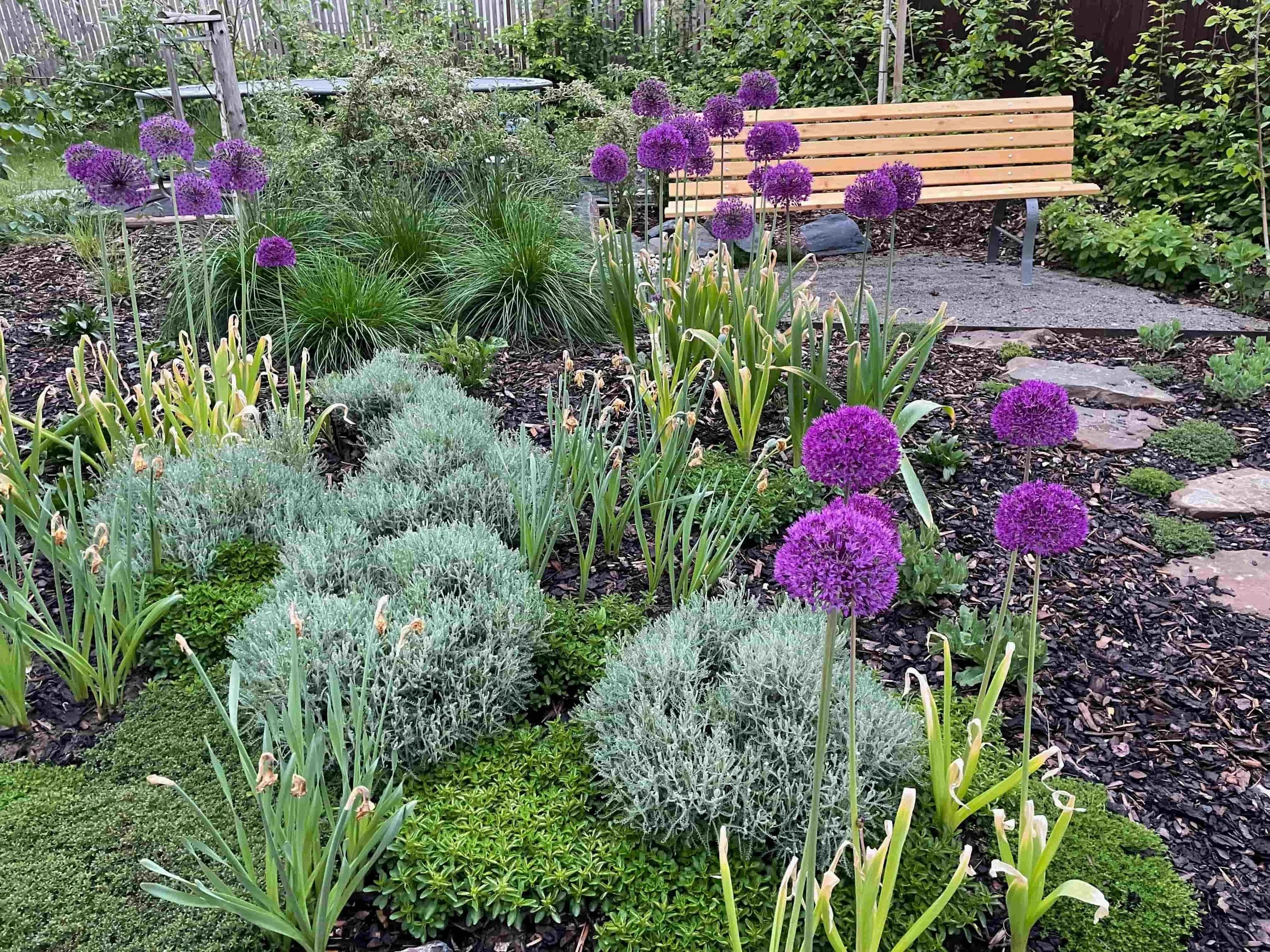 Detail zahrady s fialovými okrasnými česneky (Allium), zelenými trvalkami a dřevěnou lavičkou v pozadí.
