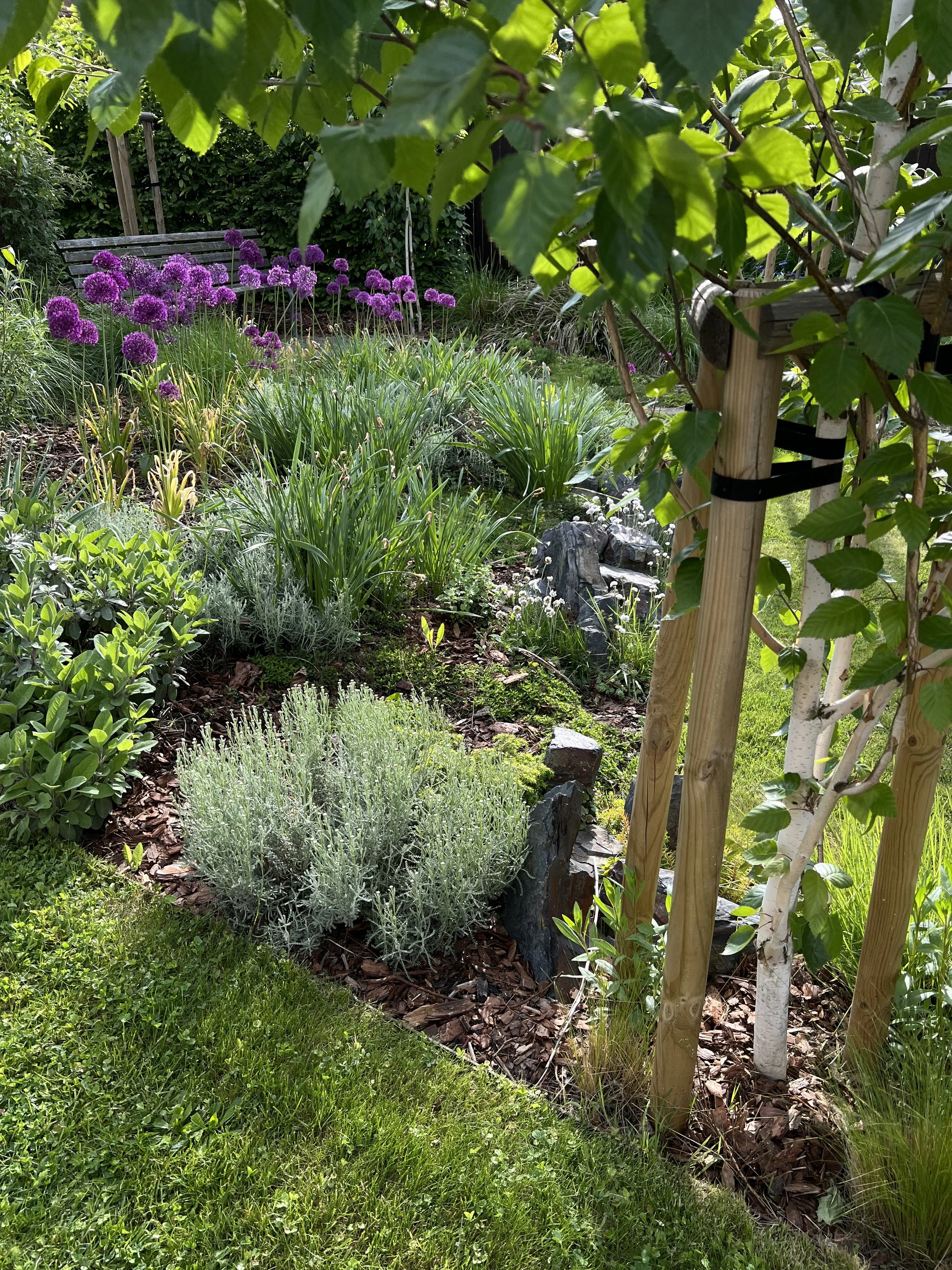 Detail zahrady s fialovými okrasnými česneky (Allium), zelenými trvalkami, dřevěnou lavičkou a mladým stromem na slunném místě.