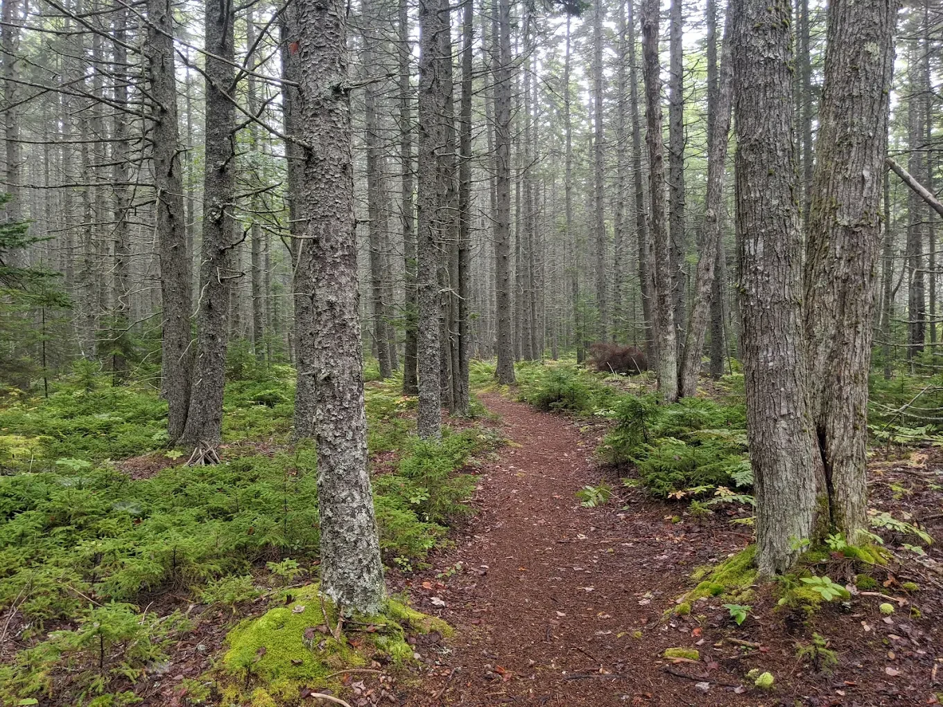 A narrow dirt trail winds through a dense forest of tall, thin pine trees with green moss and small shrubs on the forest floor.