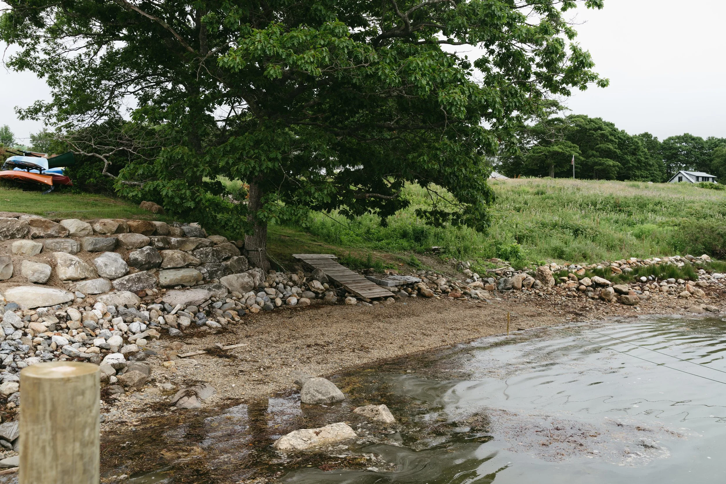 A lakeside scene with a large green tree, a small wooden dock, rocky shoreline, and a house on a hill in the background.