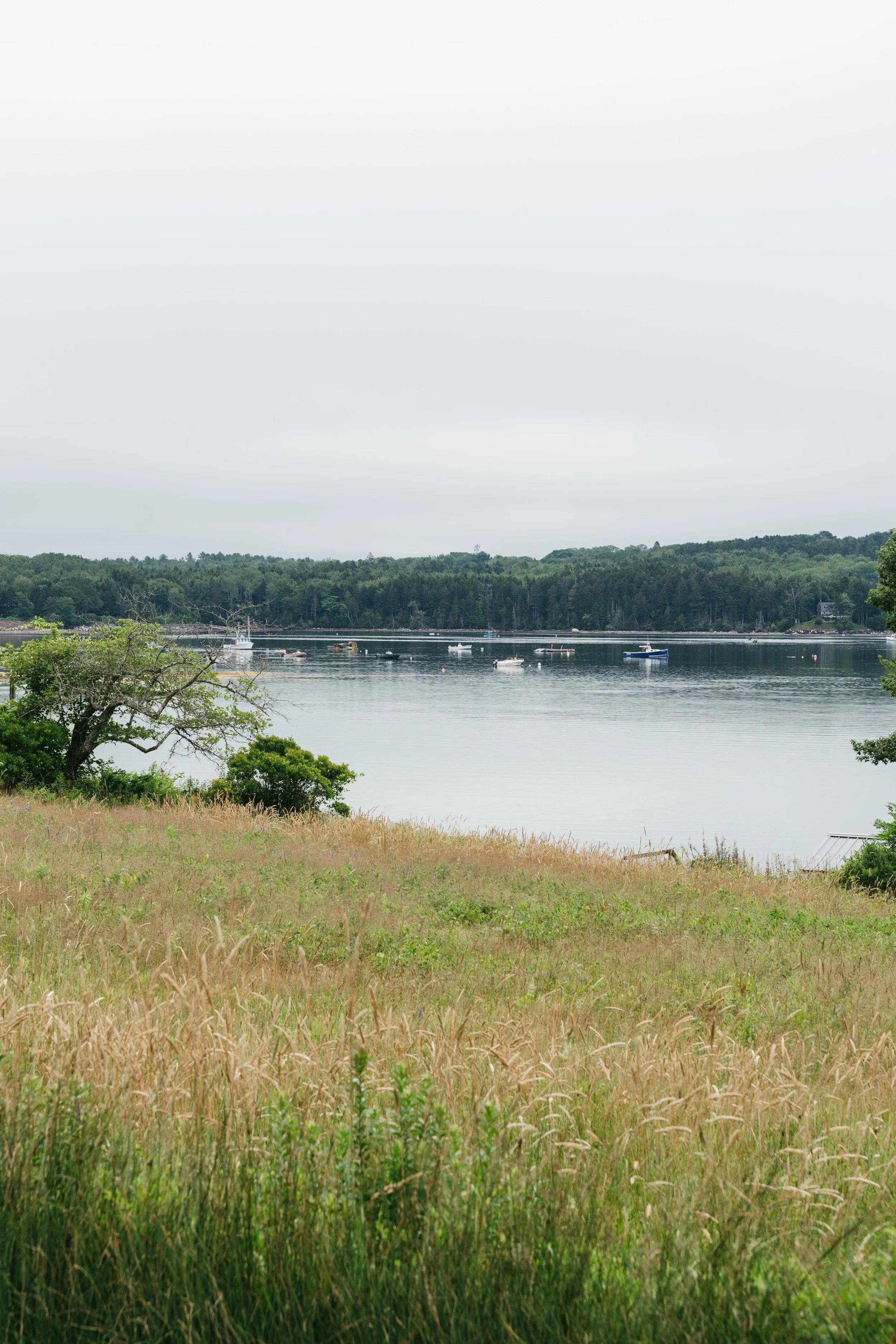 A scenic view of a lakeside with grassy foreground, trees, and water with boats, under an overcast sky.