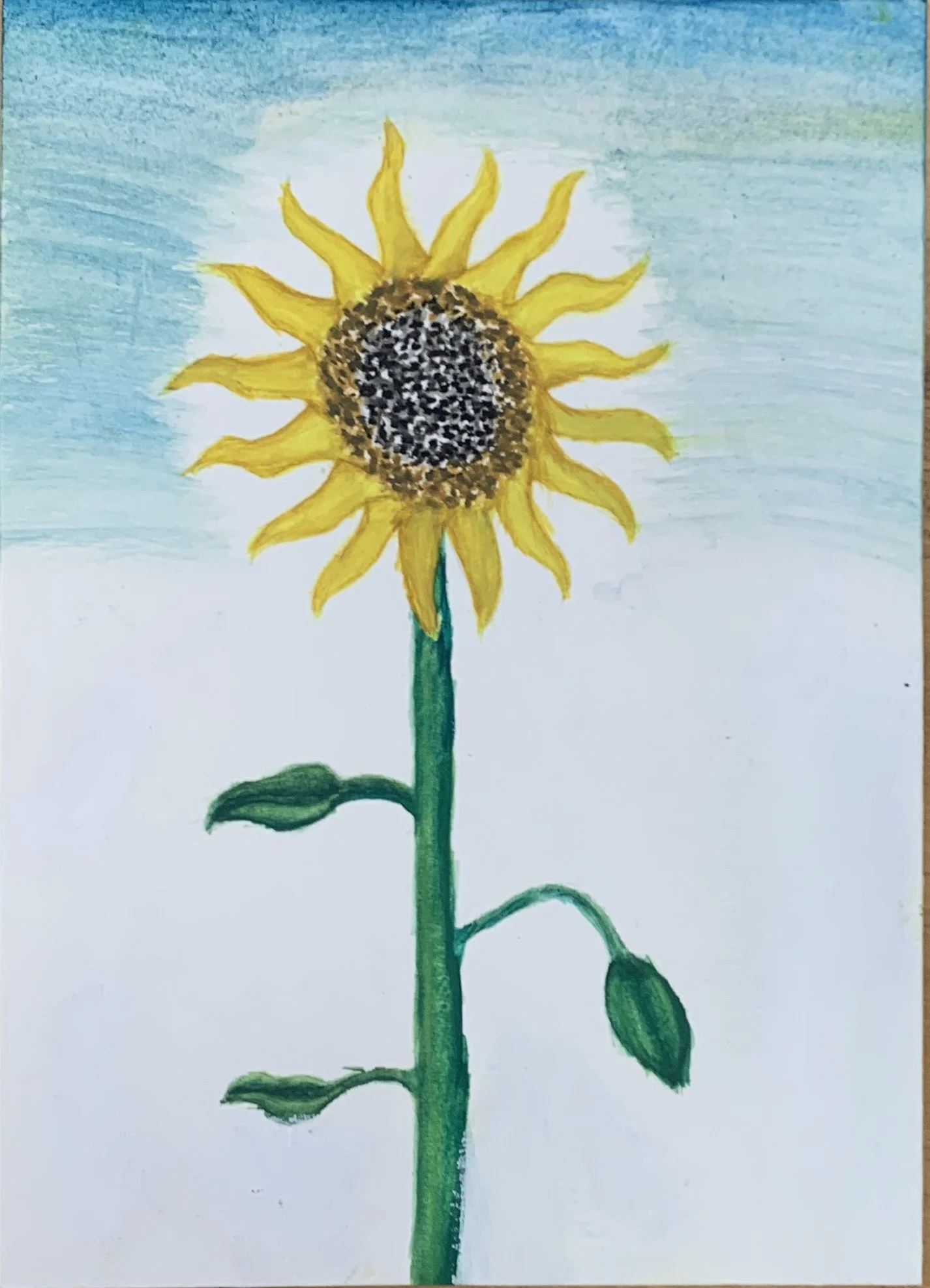 Sunflower