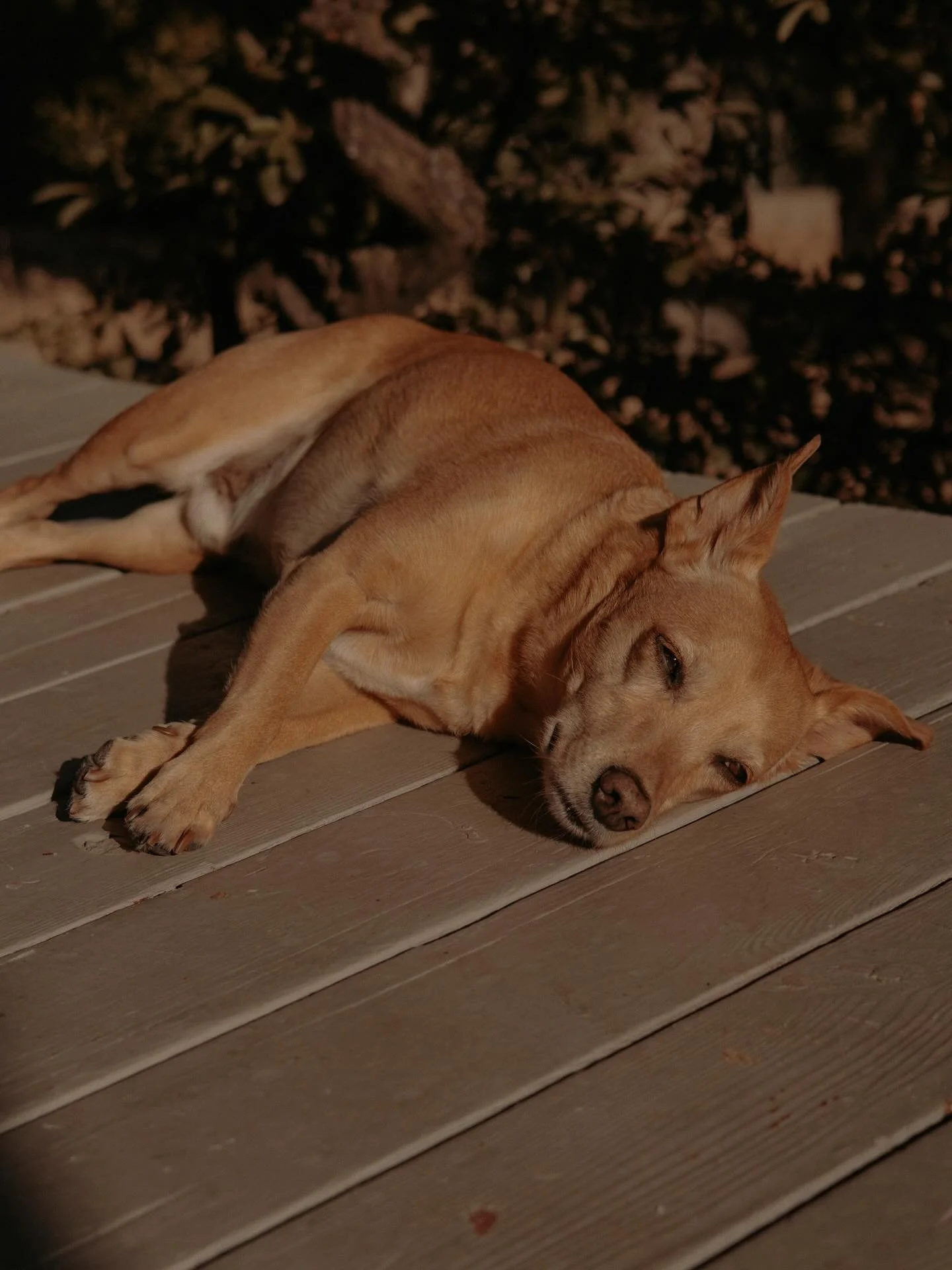 Nothing Ollie loves more than a day in sun☀️
.
.
.