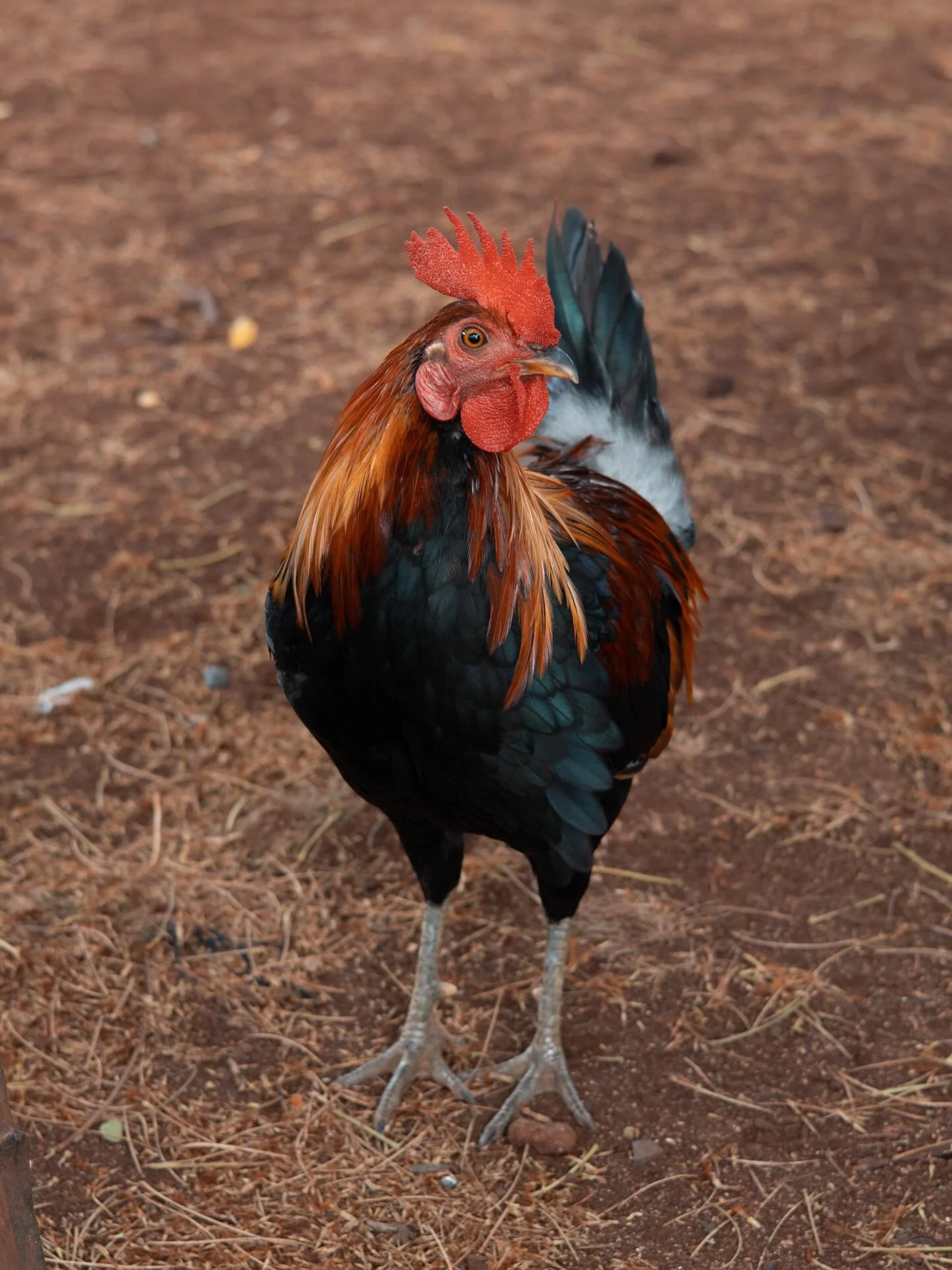 Got up close and personal with a local 🐓
.
.
.

#RoosterSighting #HawaiianAlarmClock #ChickenOfTheIslands #IslandRooster  #BeachsideBirds #HawaiiThings #CockADoodleDo #RoosterOnTheLoose #HawaiianRooster #IslandLife #RoosterChronicles #KauaiRooster #