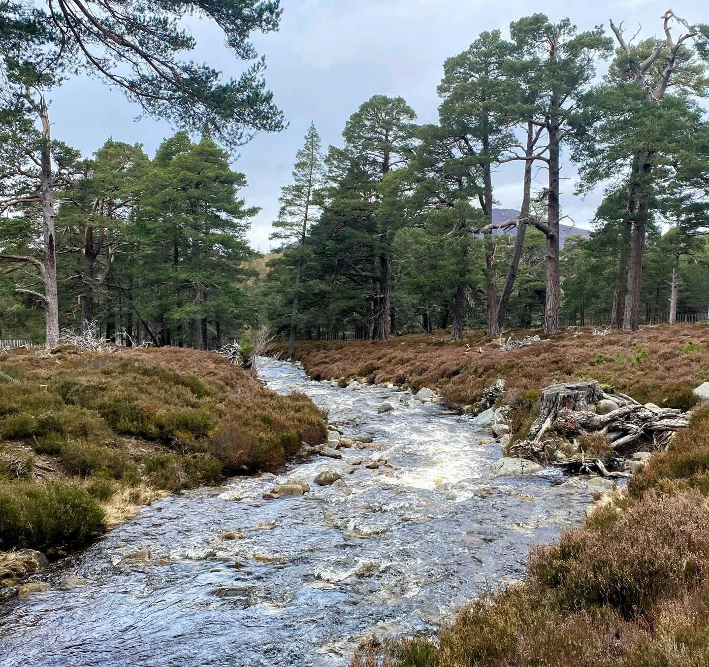 Short trip home to Deeside &amp; walk up to the Prince Albert cairn or &lsquo;Balmoral pyramid&rsquo;, erected by a heartbroken Queen Victoria to honor her late, beloved husband. A simple yet powerful symbol of their enduring love and remarkable part
