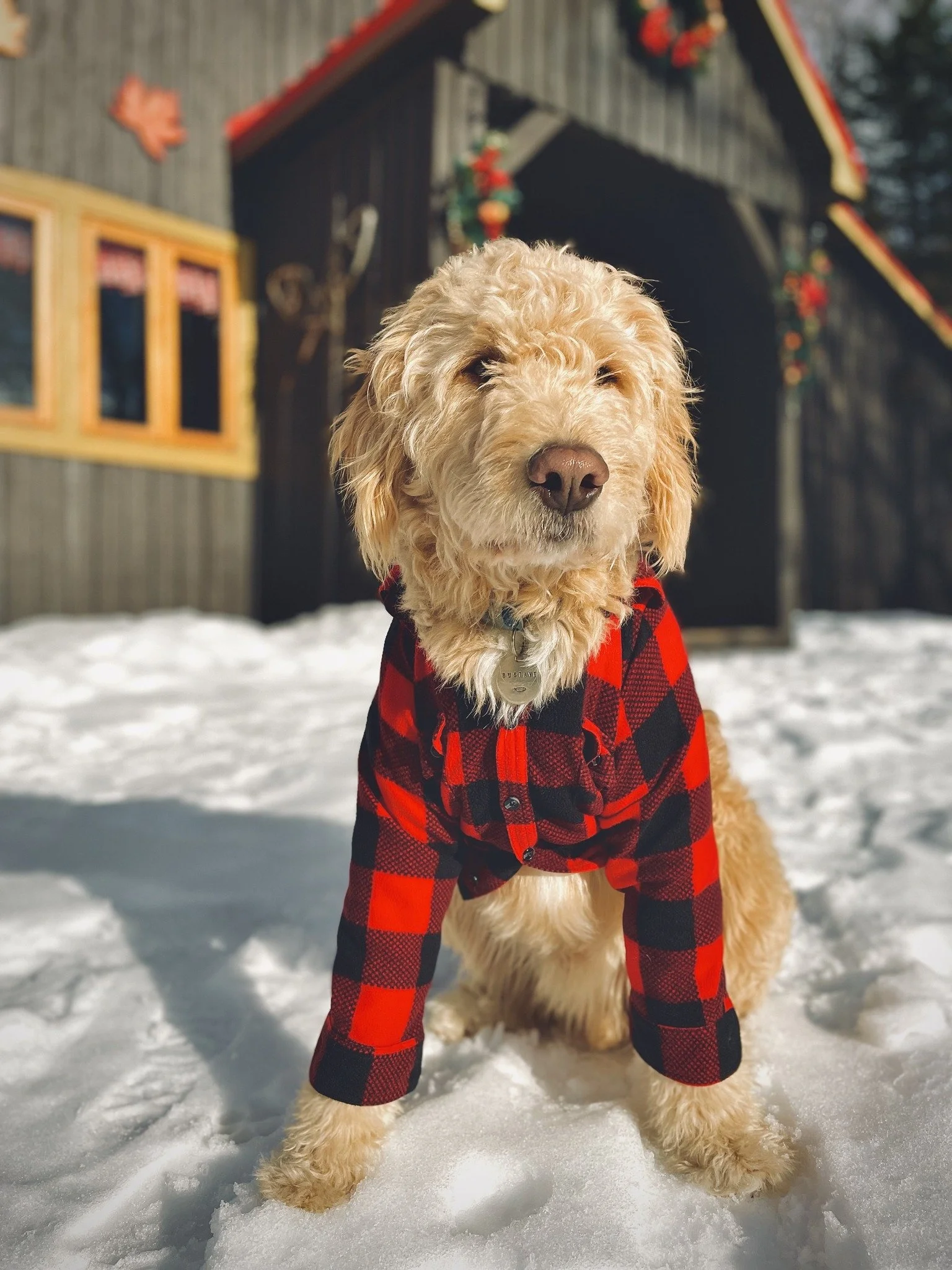 chien à chemise à carreaux