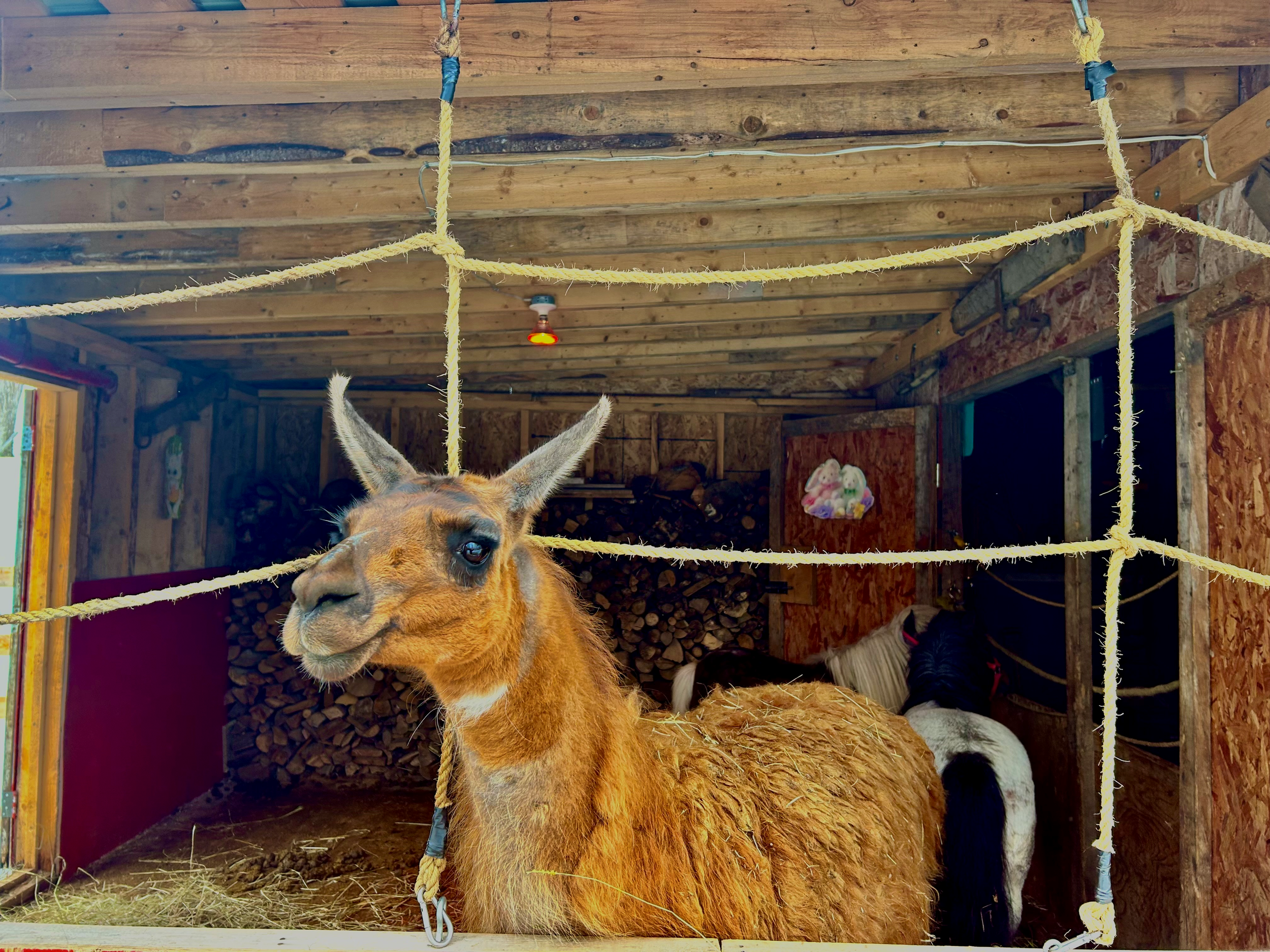lama et poney à la ferme