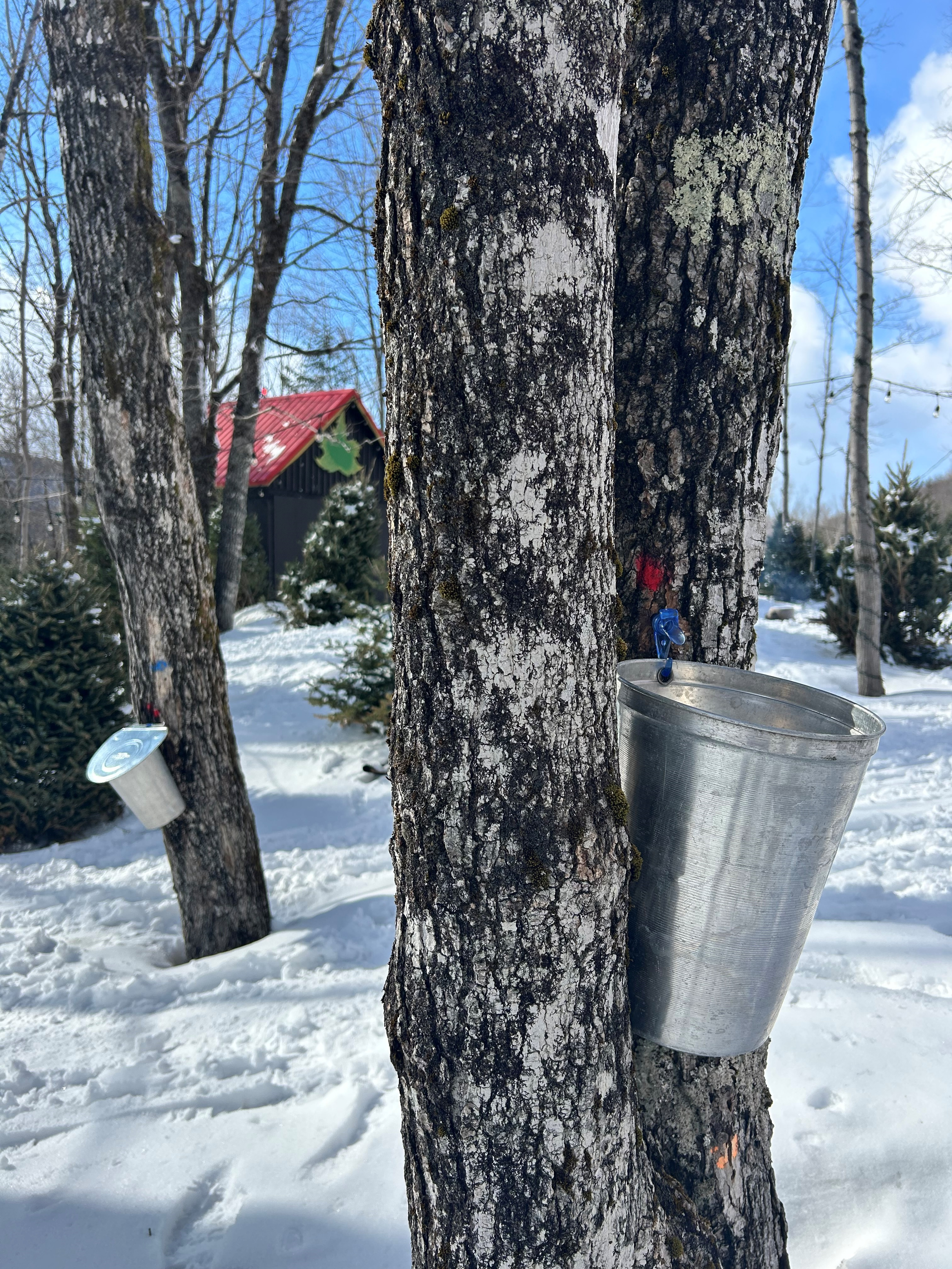 Chaudière d'eau d'érable