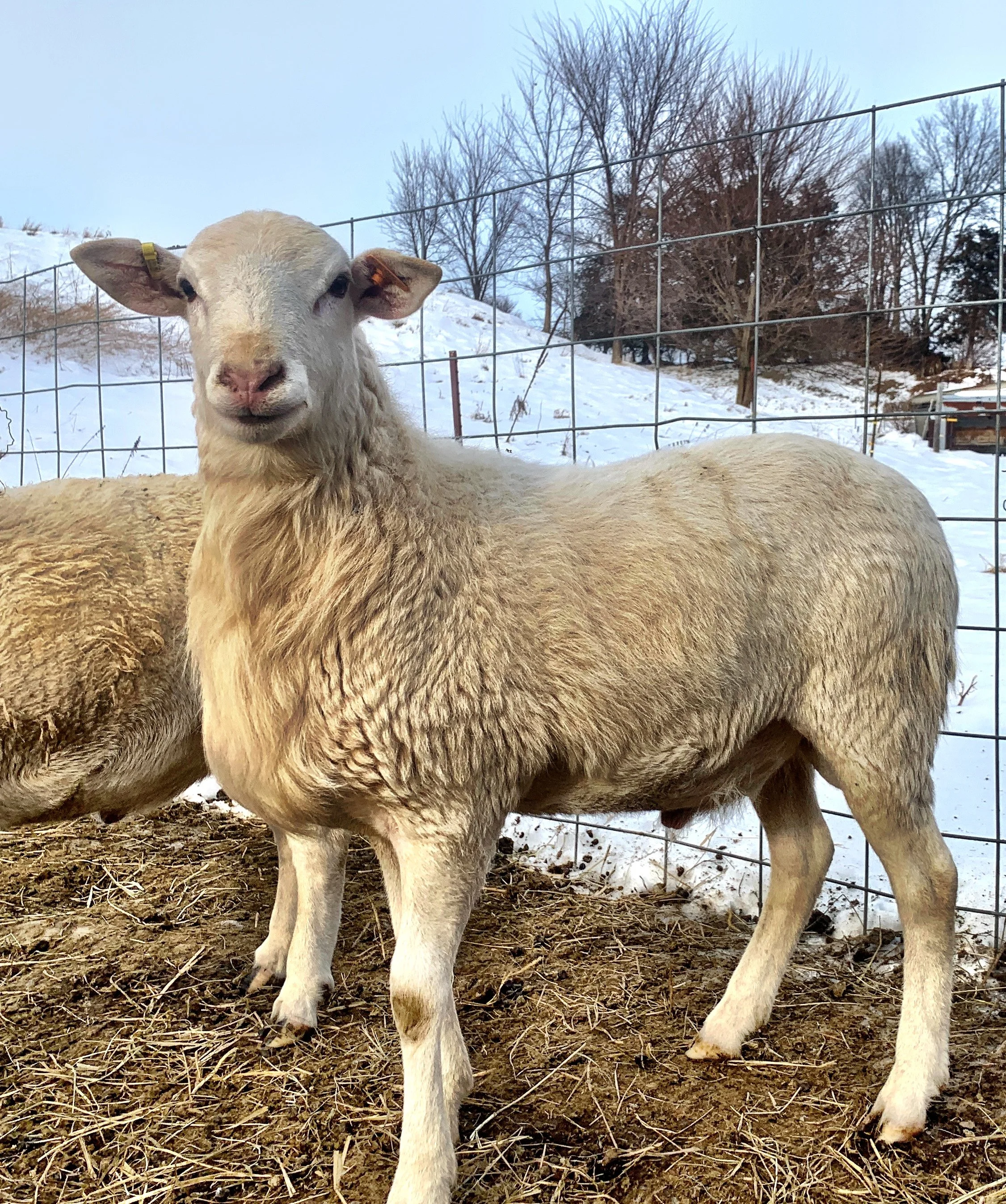 Ewe Lamb Right Farm Shippensburg, Pennsylvania Productive NSIP EBVs at The Galena Homestead