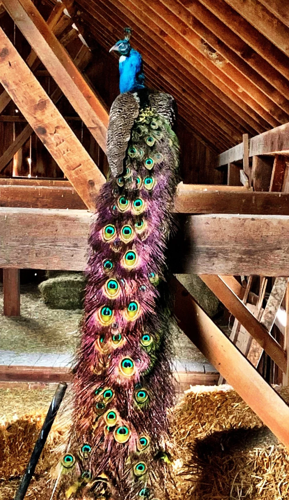 Illinois peacock with full tail at the Galena Homestead for sale