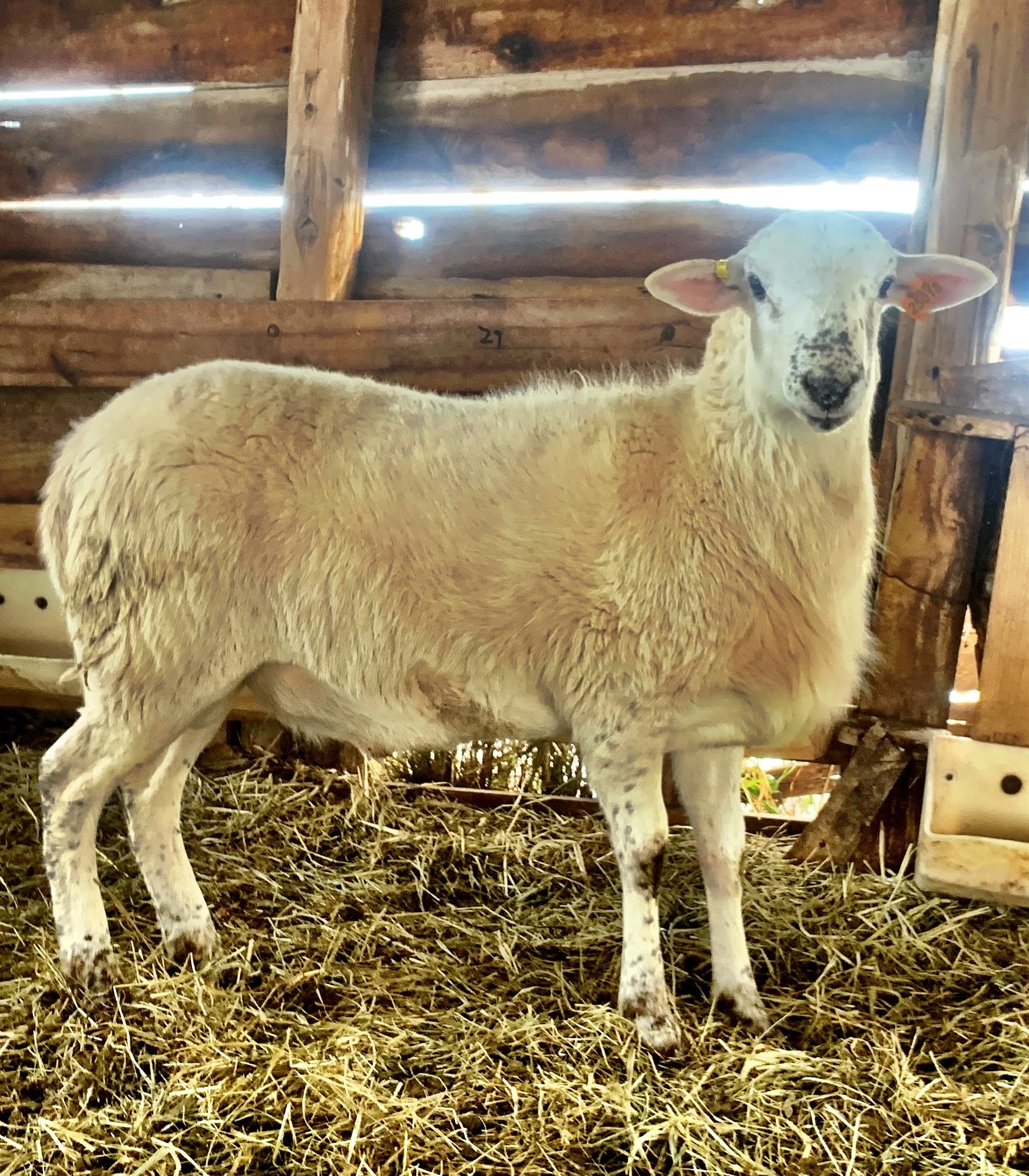 Ewe Lamb Right Farm Shippensburg, Pennsylvania Grass feed ram lamb at the Galena Homestead