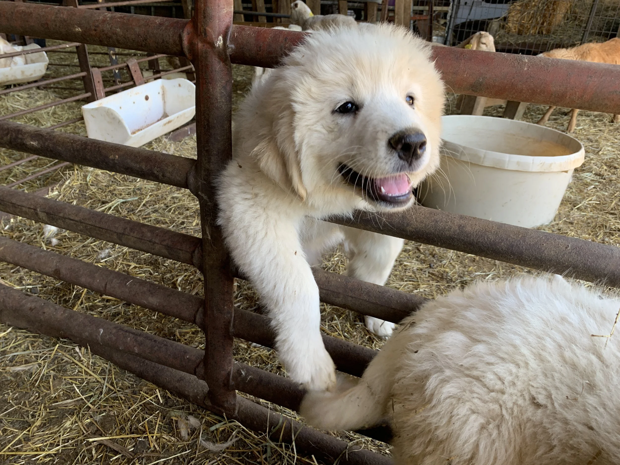 A fluffy golden retriever puppy with a happy expression, standing inside a farm pen with other sheep and farm equipment visible in the background.