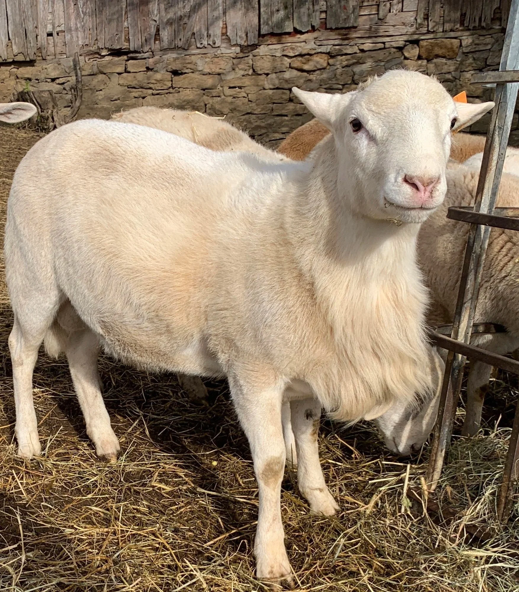 Illinois Katahdin Hair Ram Lamb The Galena Homestead