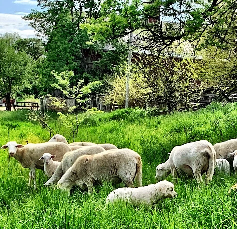 Katahdin Hai Sheep and lambs on pasture in Galena, Illinois