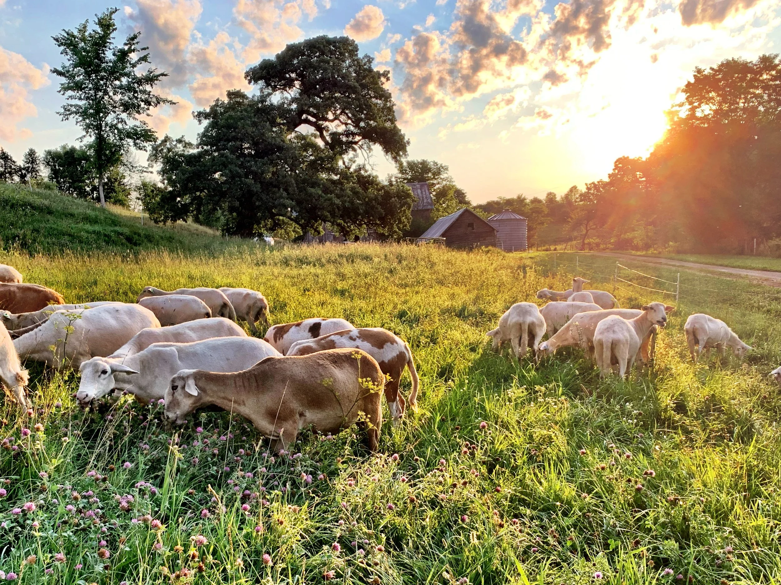 Illinois Katahdins on pasture The Galena Homestead