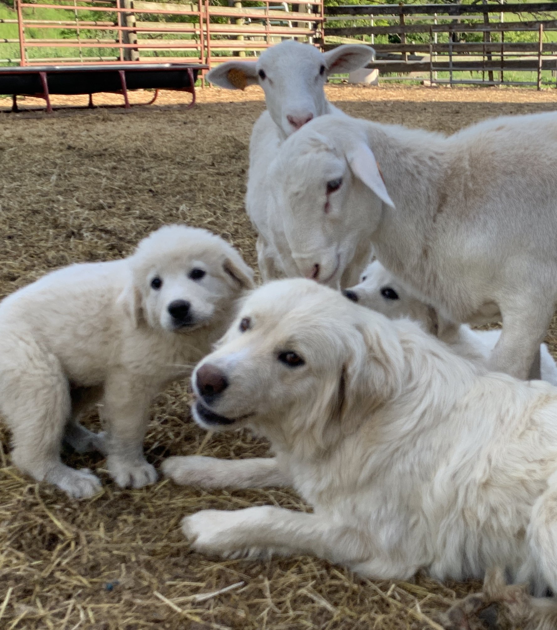 Illinois Livestock Guardian Dogs puppies with sheep
