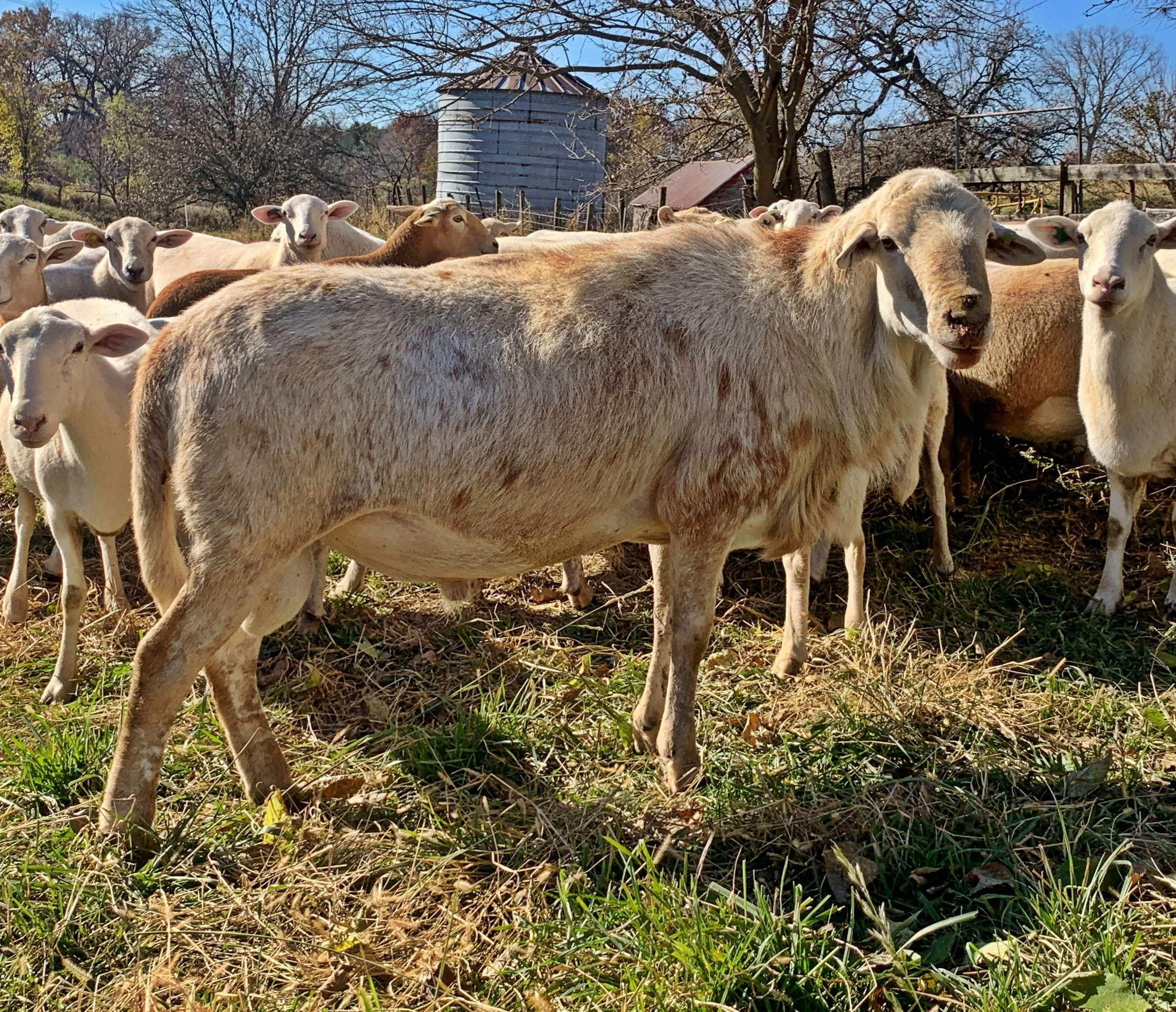 Meinders Seed Stock Farm Buffalo Center, Iowa Mature Katahdin  breeding ram at the Galena Homestead