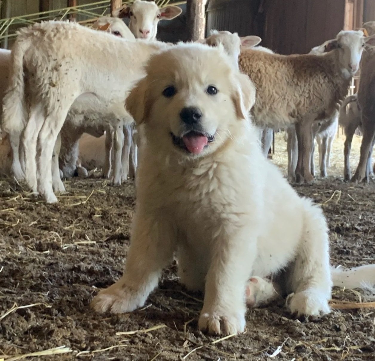 A cute golden retriever puppy sitting on a barn floor with sheep in the background.