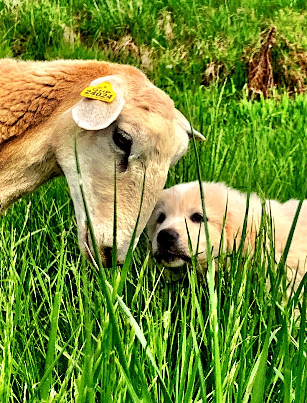 A close-up of a cow and a puppy in tall green grass. The cow has a yellow ear tag, and the puppy is lying close to the cow's face.
