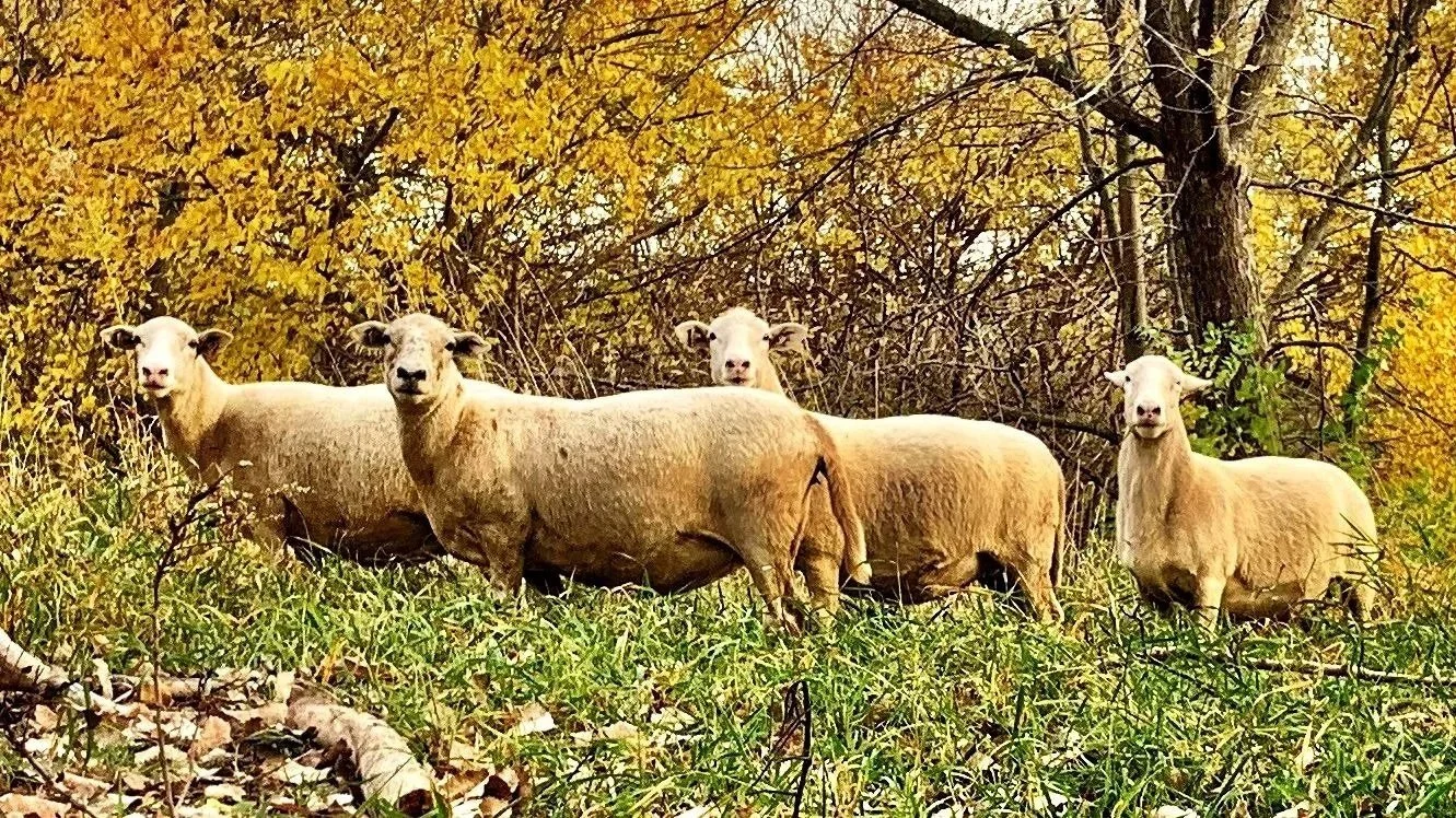 Illinois Wisconsin Iowa Katahdin Hair Sheep.  Data Driven better outcomes at The Galena Homestead