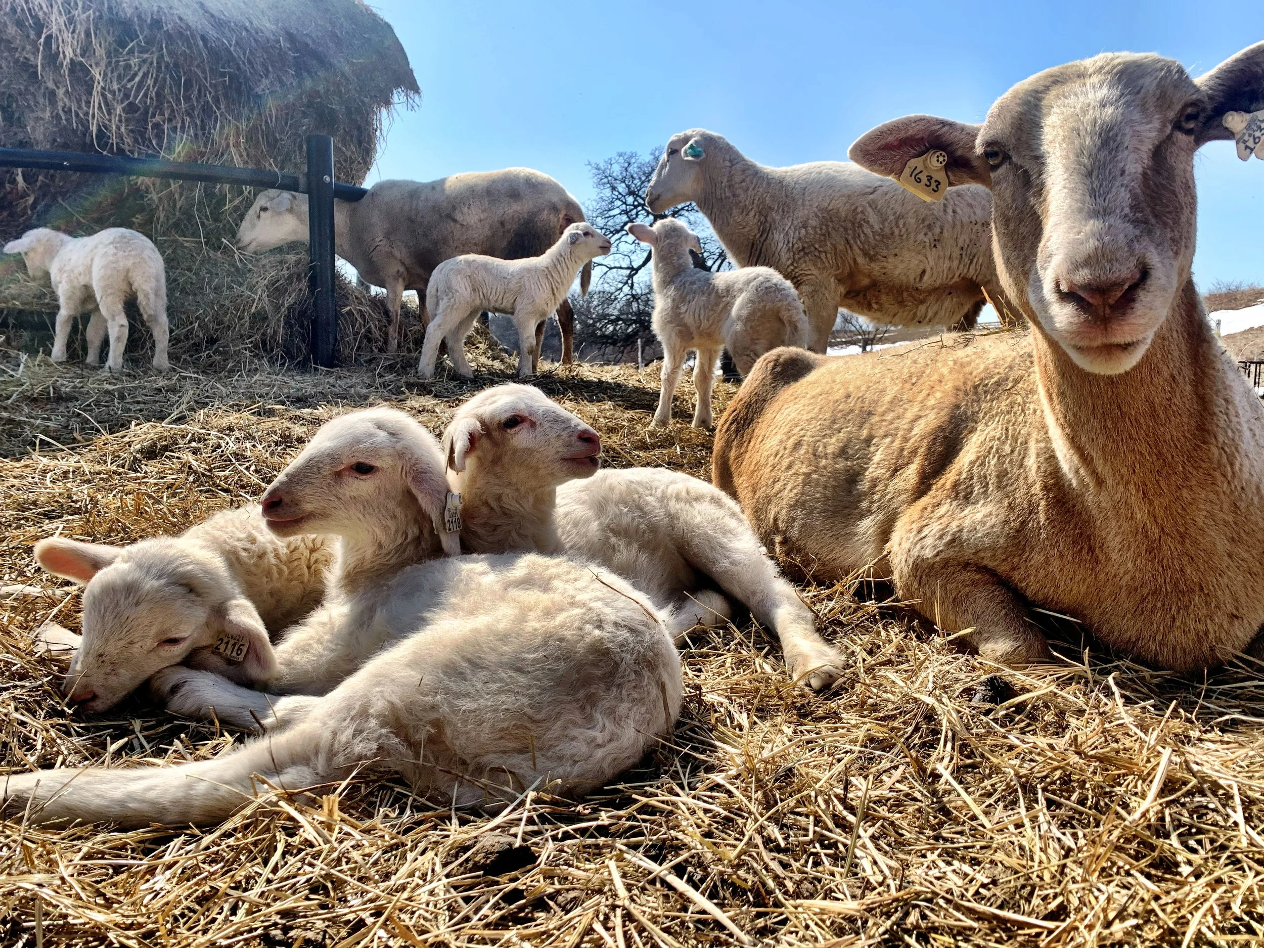 Katahdin Ewe in Illinois highly productive for sale
