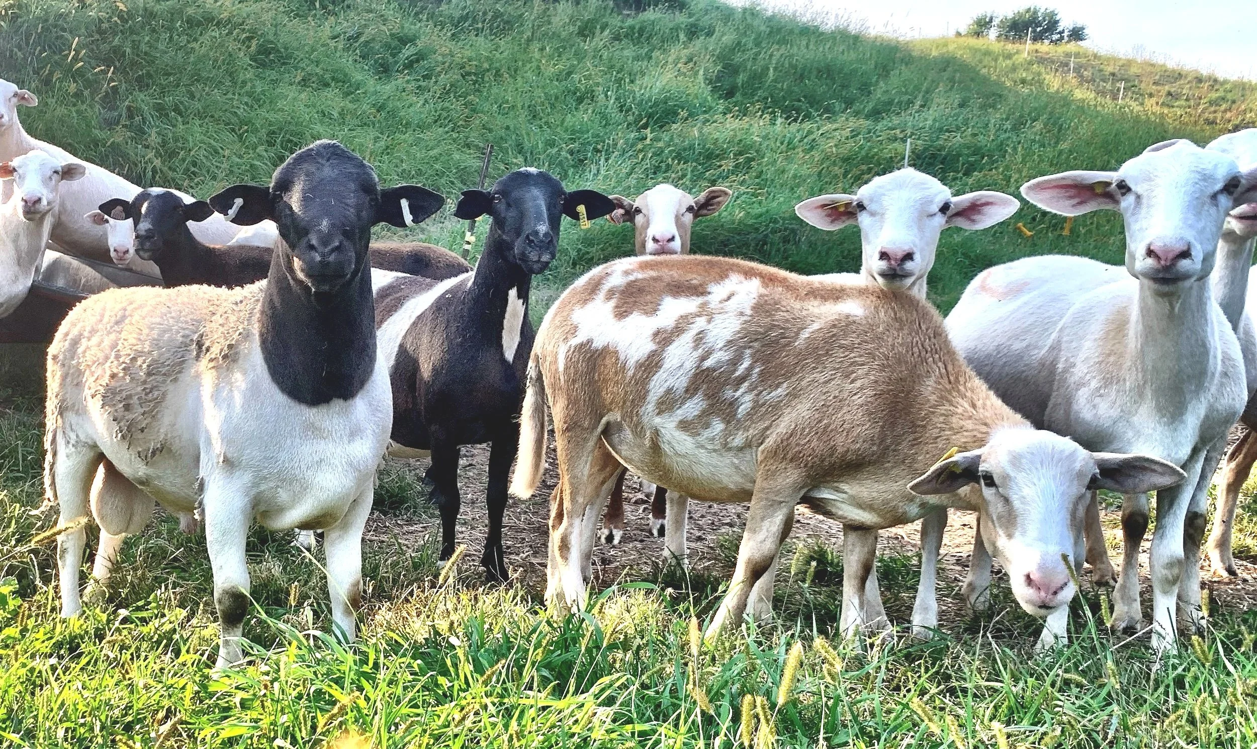 Dorper Ram from Crane Creek Dorper in Sumner, Iowa exposed to Katahdin ewe for kat/Dorper Cross