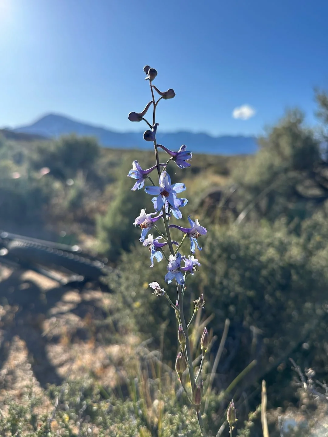 Desert flowers adventure nourishing