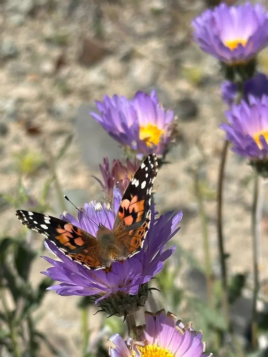 Monarch on Mojave Astor for the mom who feels the changes of midlife