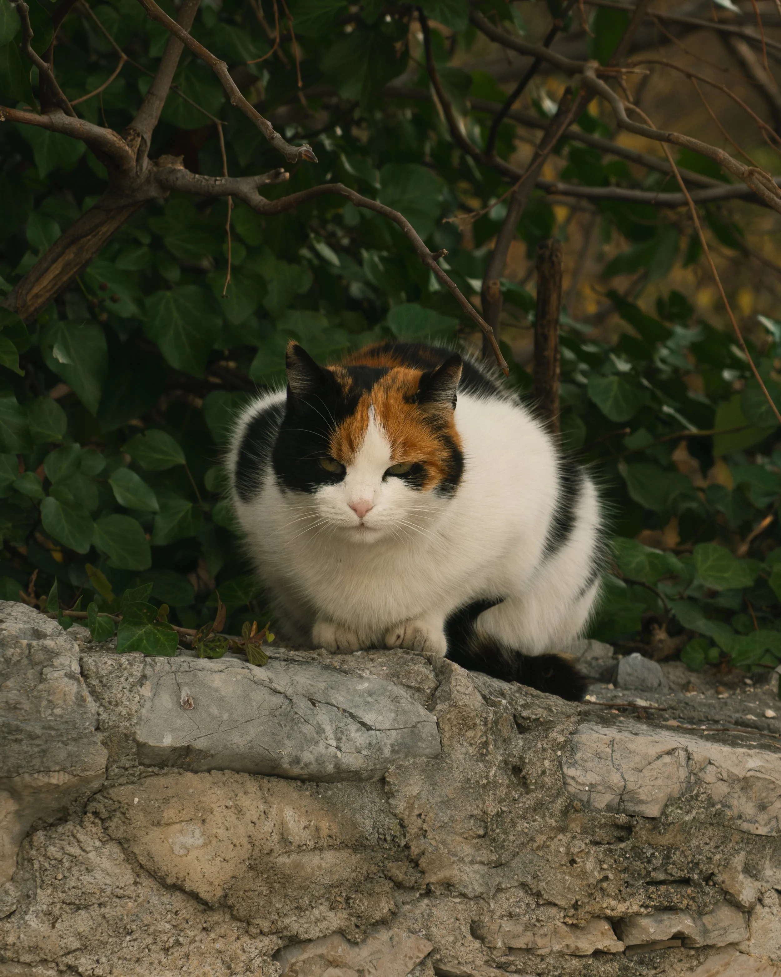 Cat sitting on a stone wall surrounded by green ivy and branches.