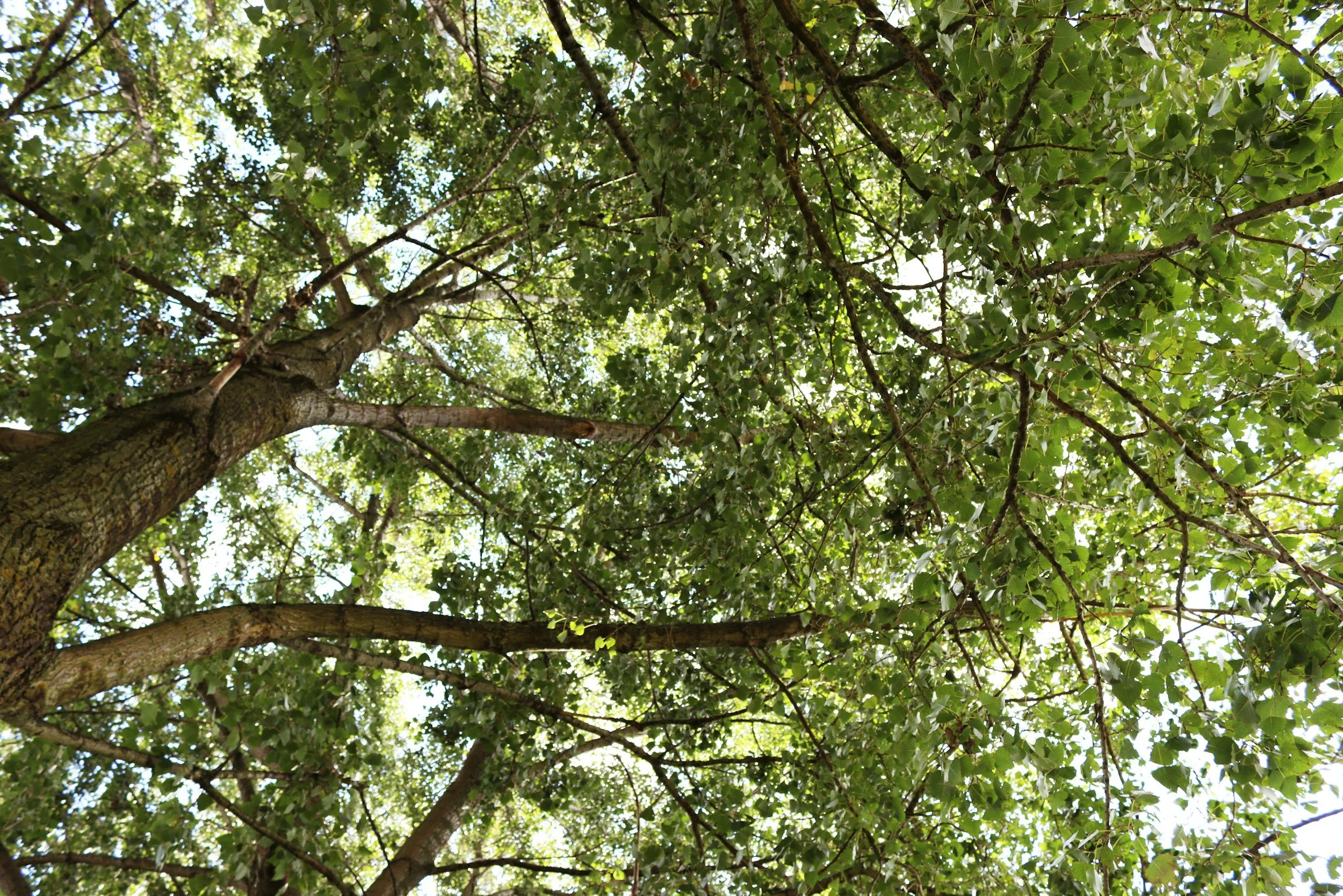 Looking up at a tall tree with a thick trunk and abundant green leaves, sunlight filtering through the canopy.