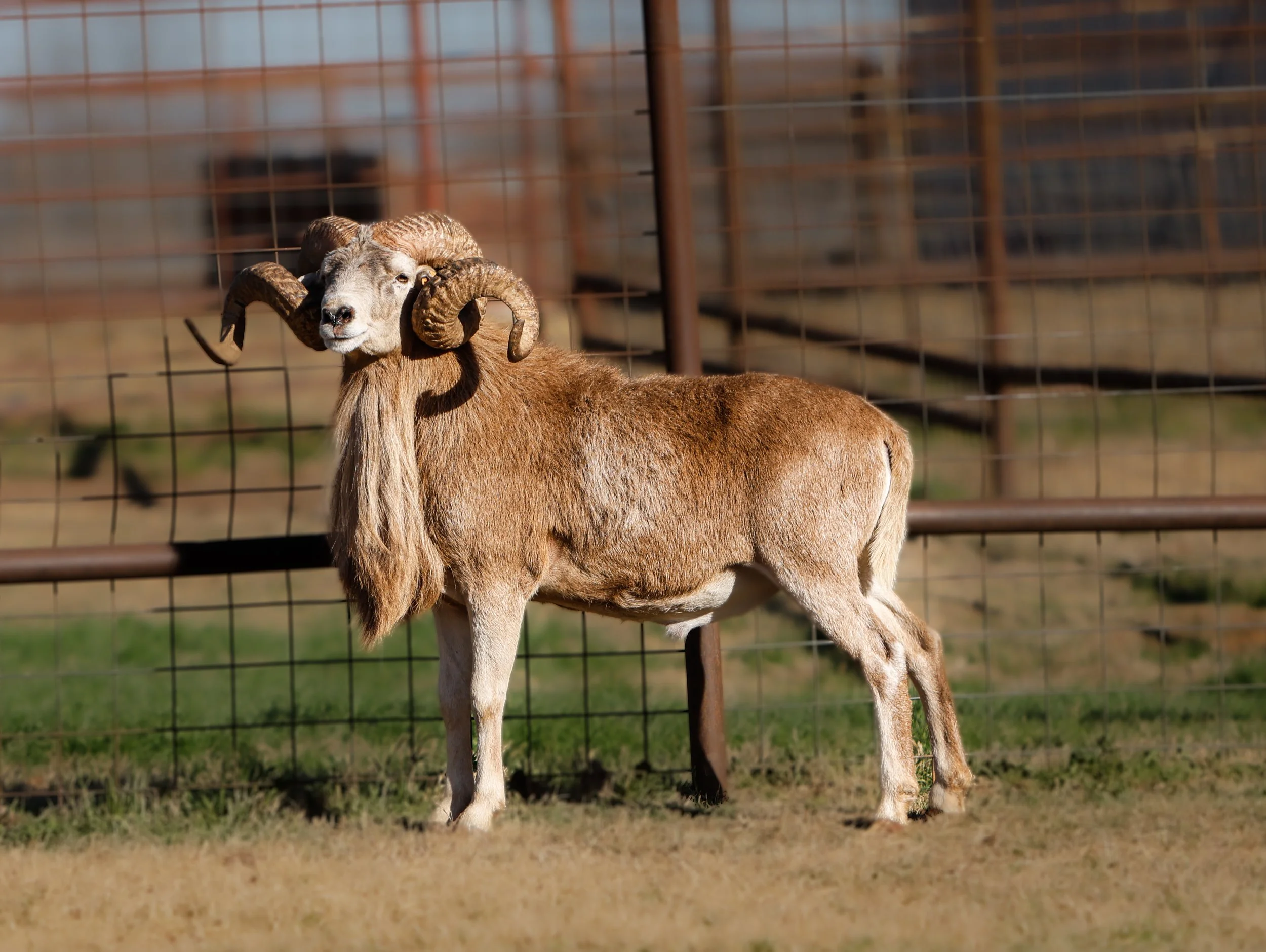 Curly Texas Dall Breeding Ram