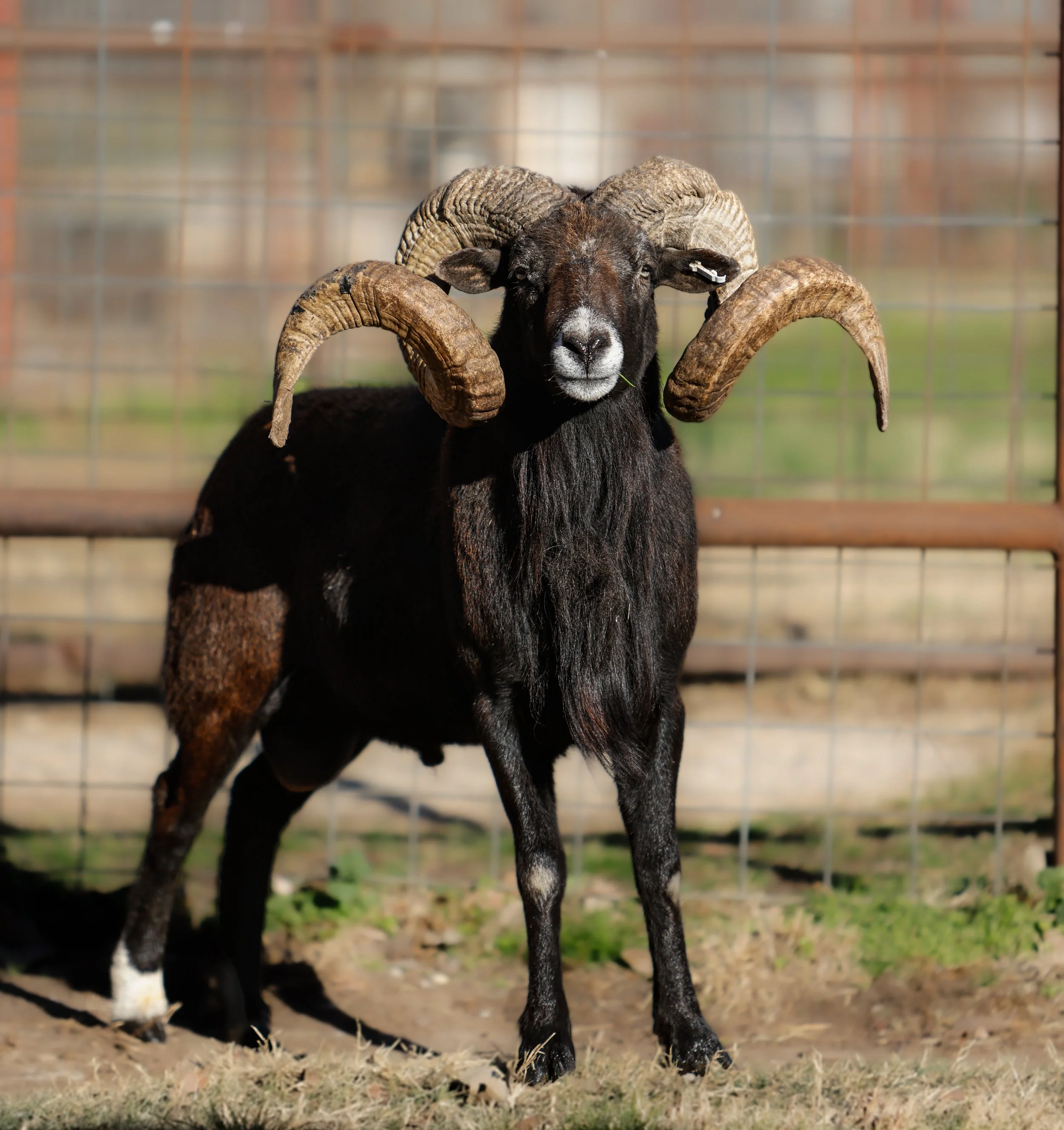 Black Out Hawaiian Black Breeding Ram