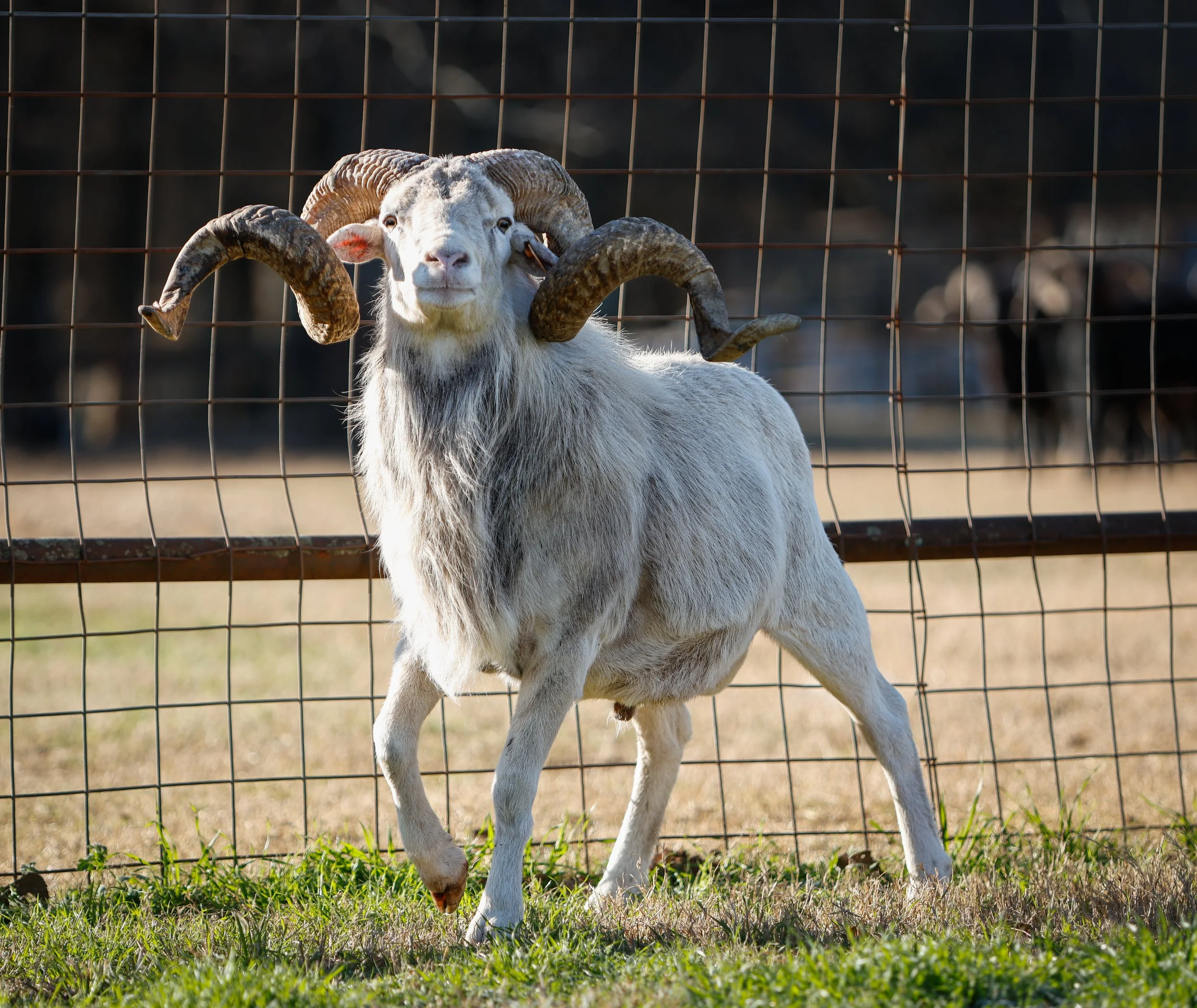 Whiteout Texas Dall Ram
