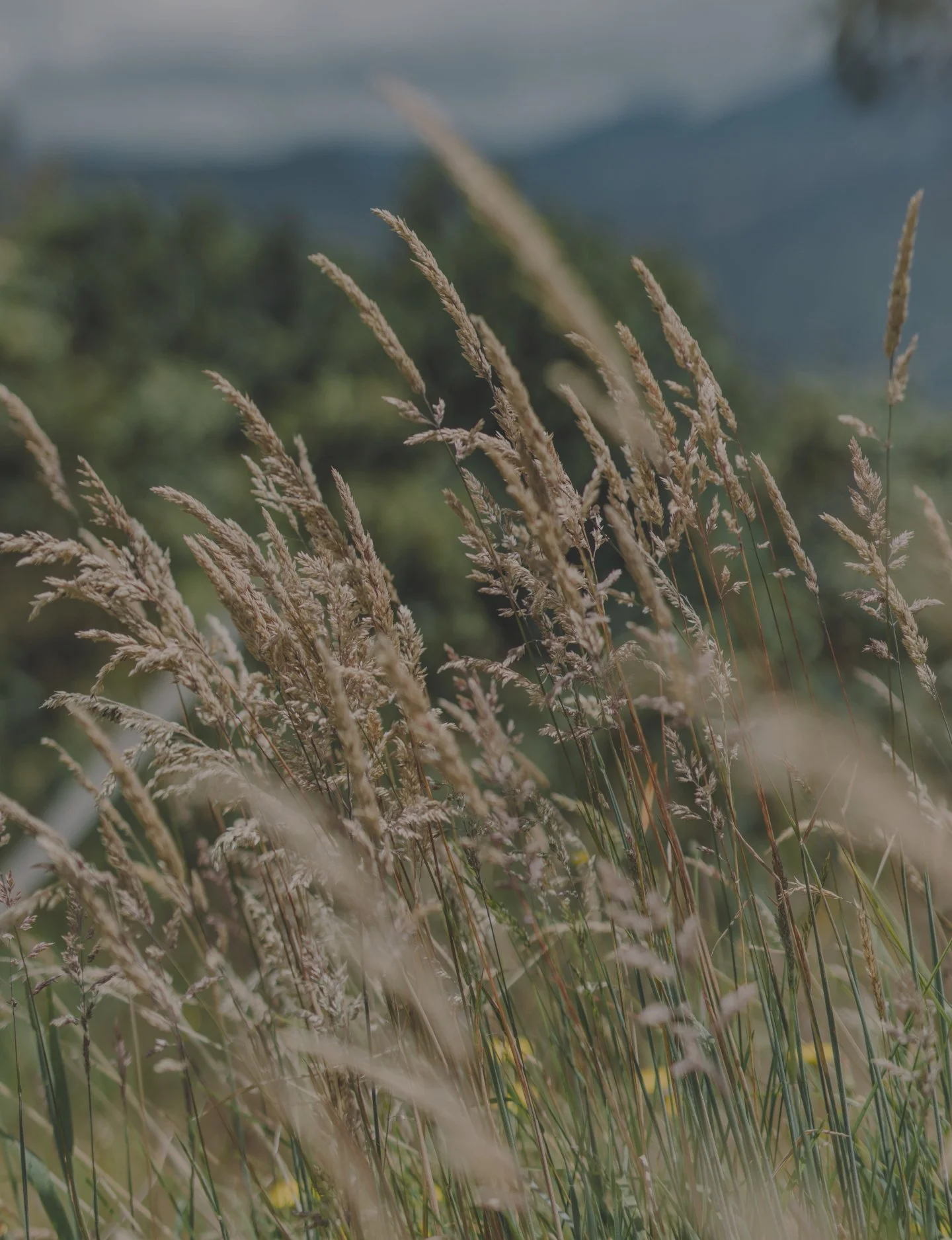 The most powerful connection isn't Wi-Fi. It's the one under your feet. 📵

Trade your screen time for green time. In our Nature Connection package, we encourage you to walk barefoot, breathe deeply, and let the landscape of Machet&aacute; recharge y
