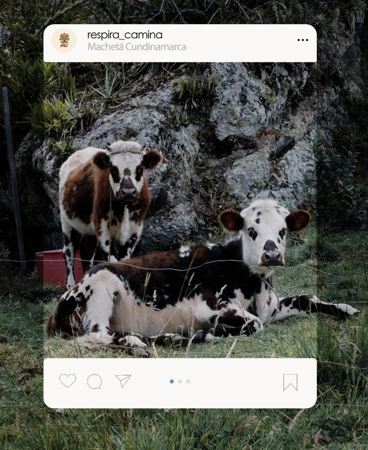 They&rsquo;re looking at you like:
&ldquo;Why are you still in the city?&rdquo; 🐄🌄

Rural Colombia is waiting.
Quiet paths, open landscapes, real moments.