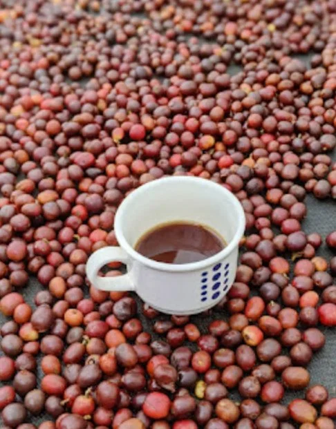 A white coffee cup filled with coffee, surrounded by red coffee cherries on a black surface.