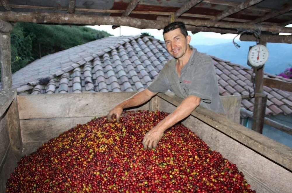 A man sorting ripe coffee cherries in a wooden bin on a farm with tiled rooftops and a scale hanging in the background.