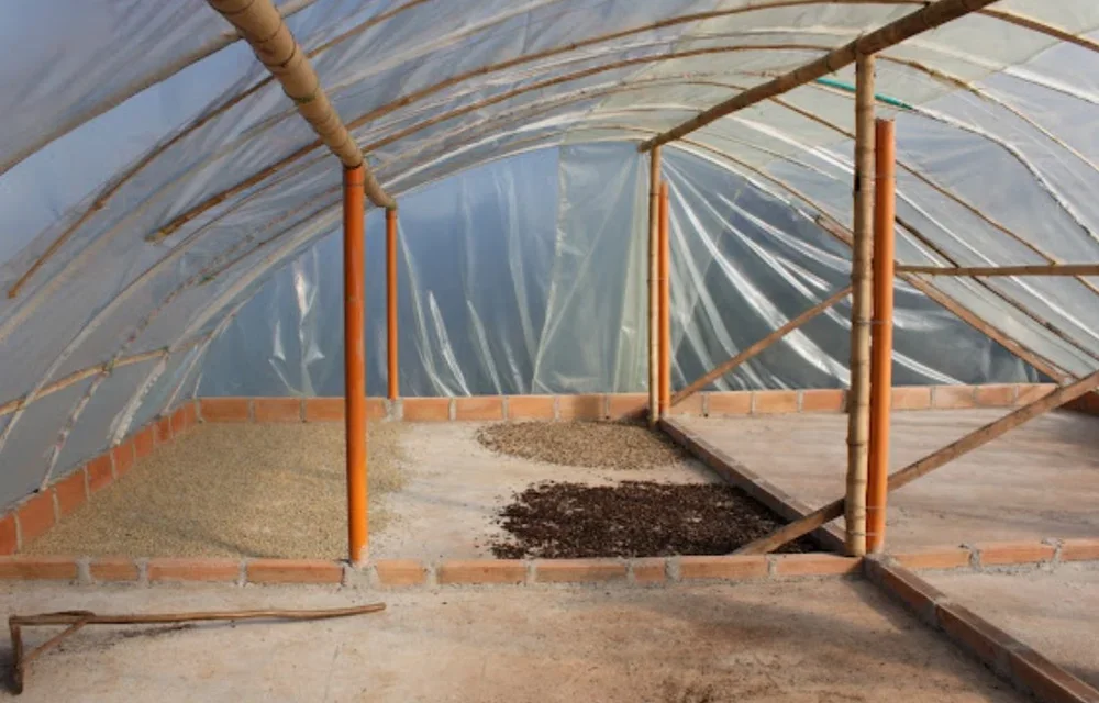 Inside a greenhouse with a plastic cover, showing three soil beds with different types of seeds or seedlings.