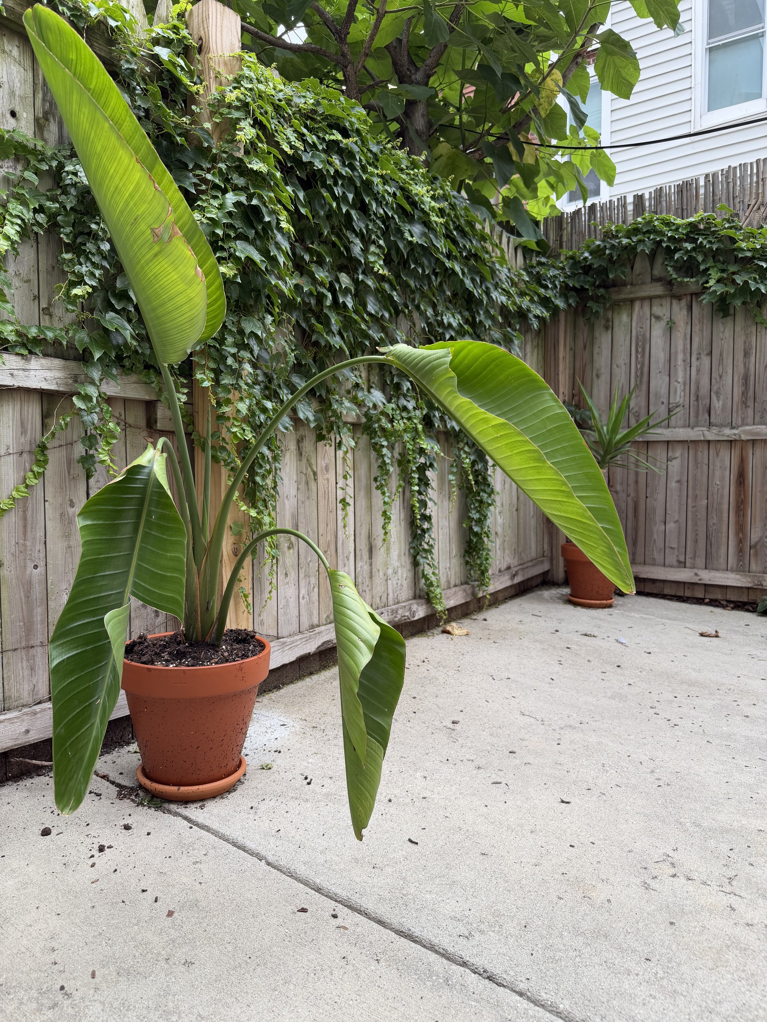 A potted banana plant with large green leaves on a concrete patio. Behind it is a wooden fence, ivy, and a tree with broad leaves. A white house is visible in the background.