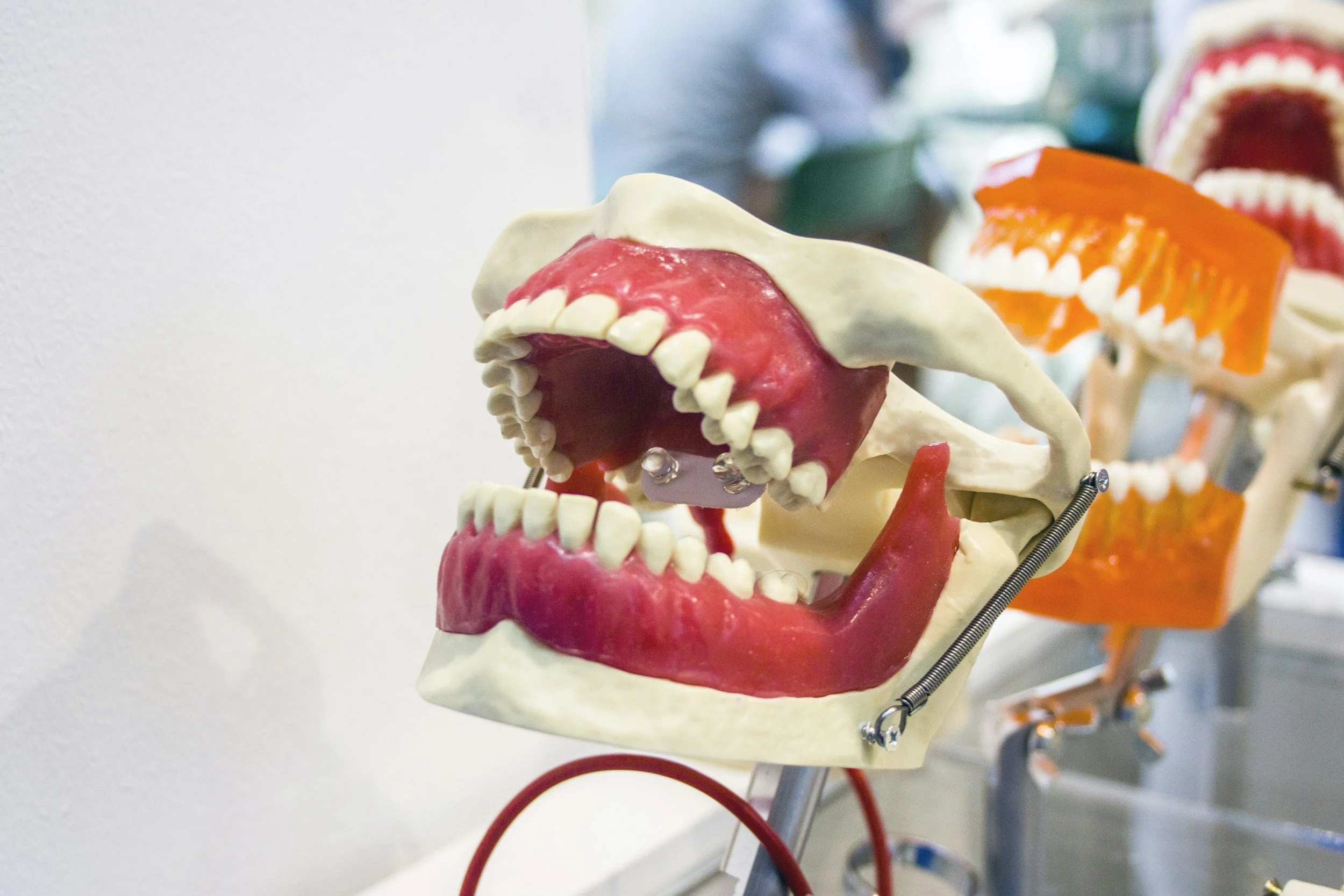 A human jaw model with teeth, open mouth, and removable parts; another similar model with orange parts in the background.