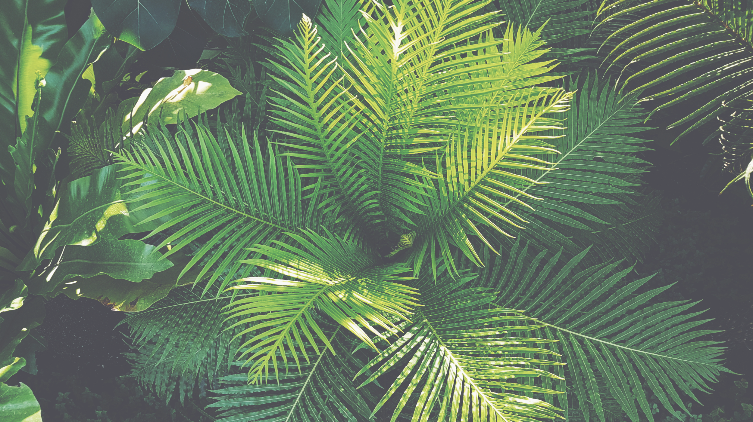 lush green plants background