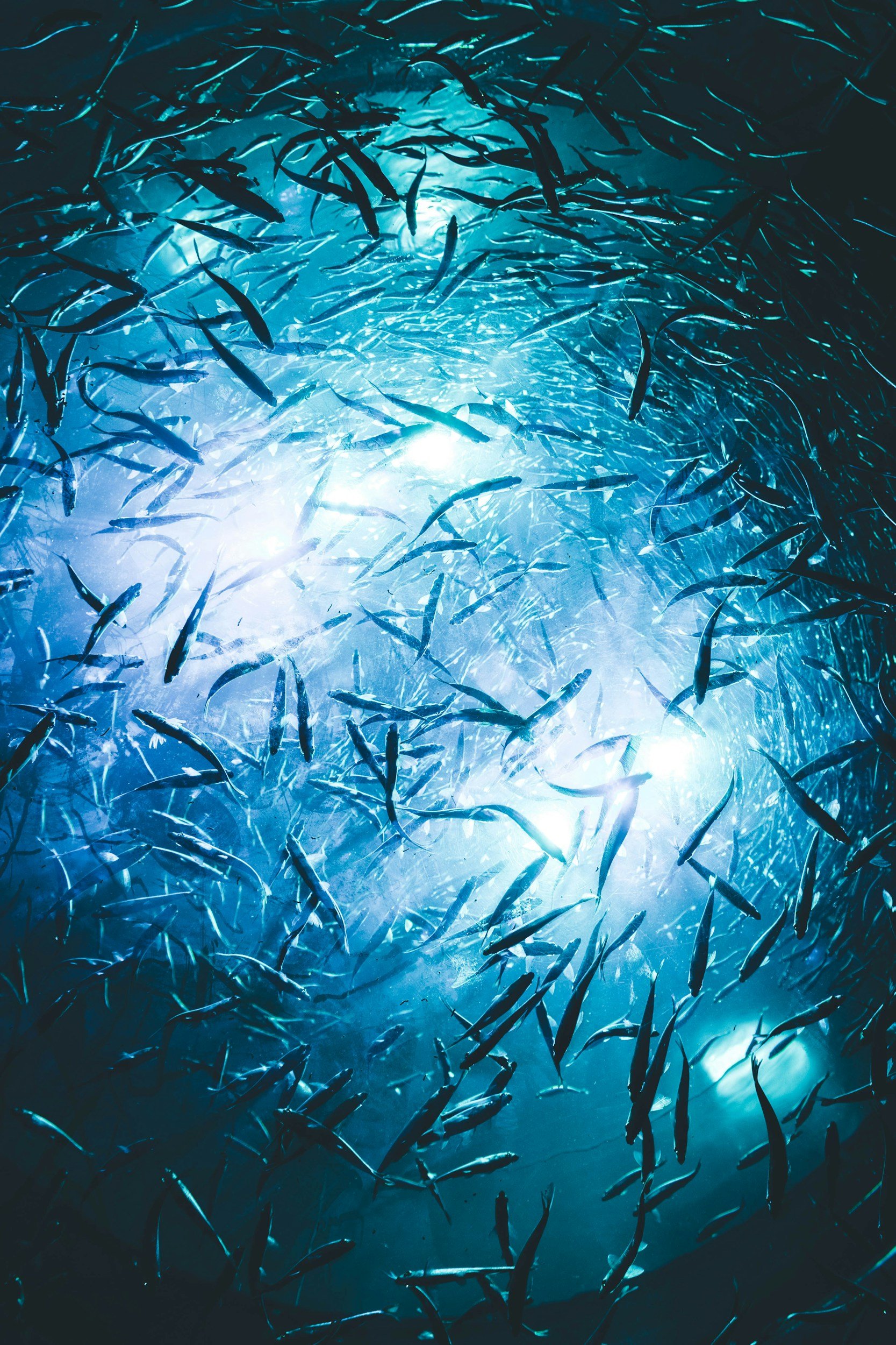 AskAdri: Office Fish