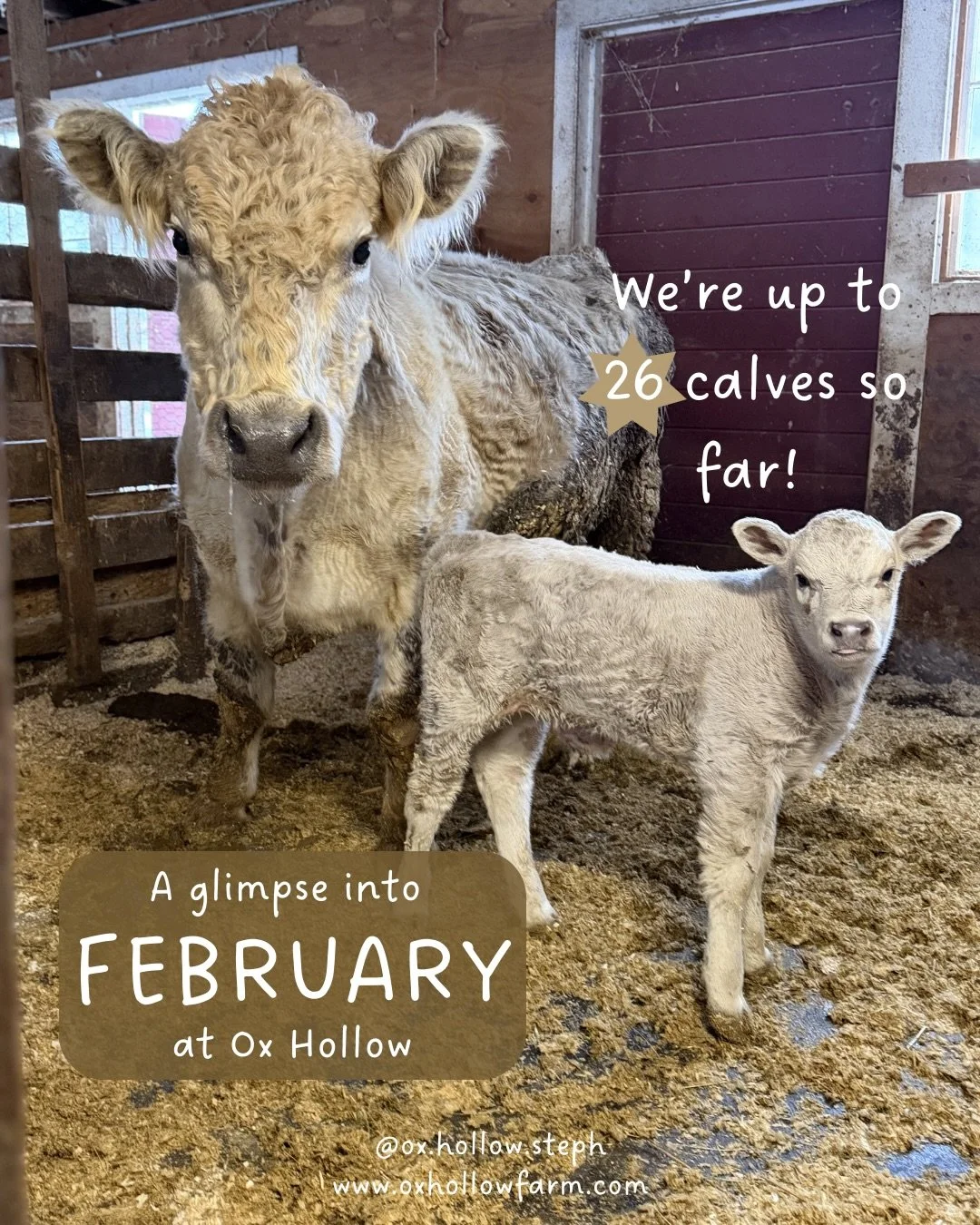 ❤️ February ❤️

We can&rsquo;t wait for warmer weather but we also are grateful for these winter moments ❄️🐮

Come see us tomorrow at @westportfarmersmarket 10-2pm!