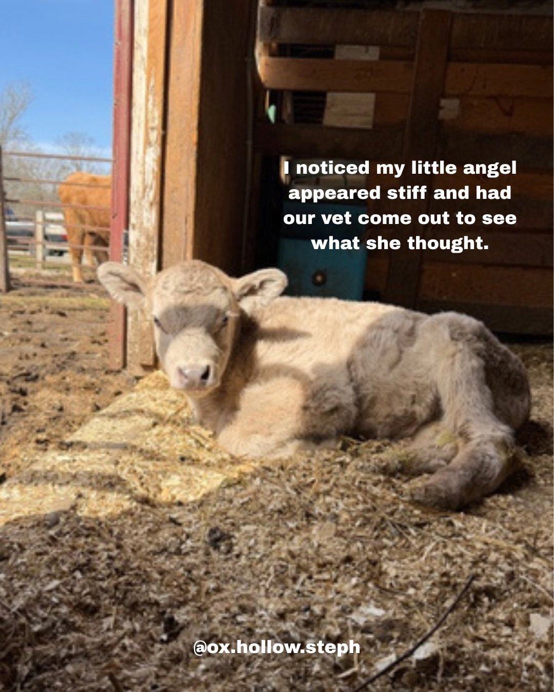 Grateful for our awesome vet and the care they give to our animals ❤️